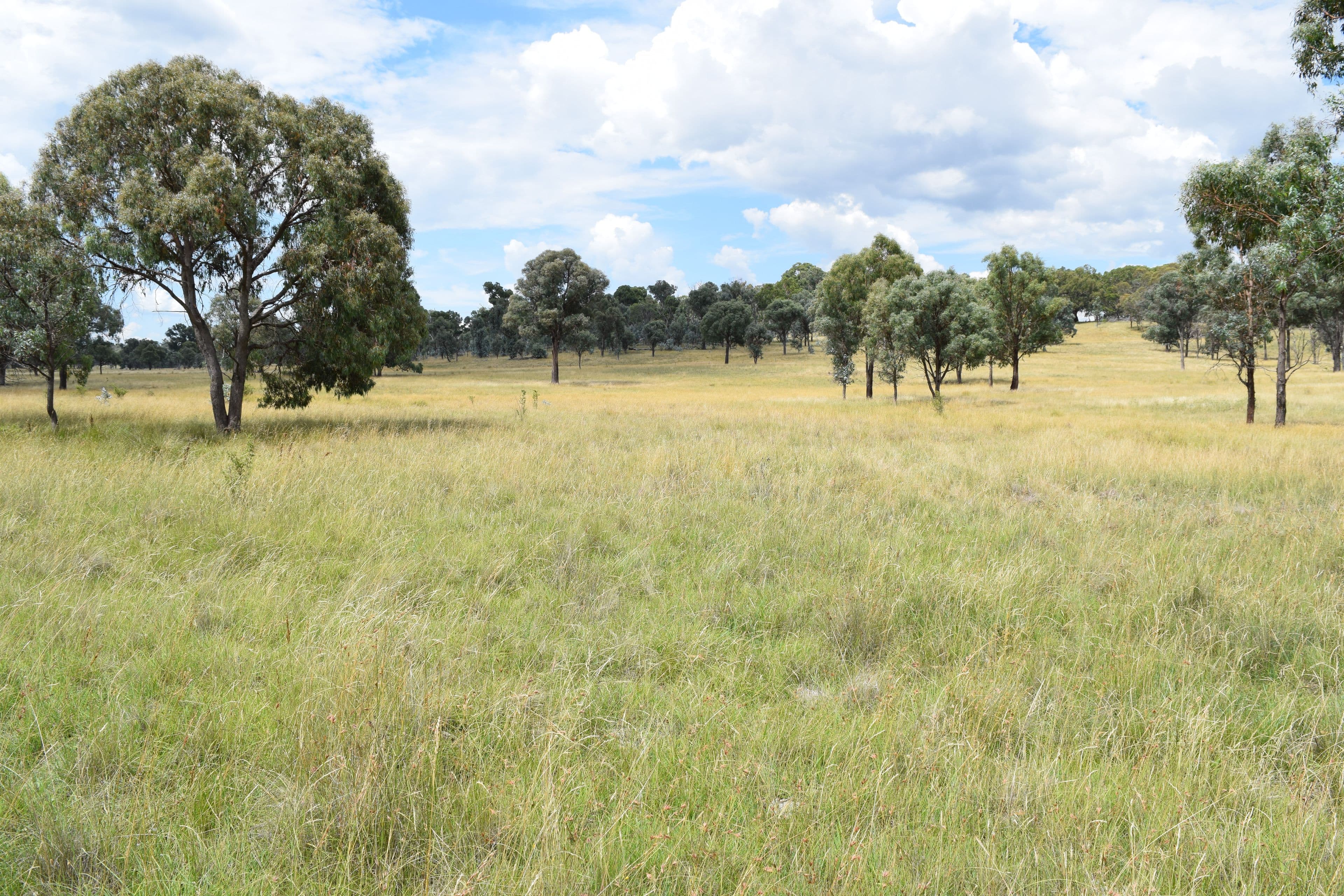 Green Valley 279 Taylors Road, Guyra NSW 2365, Guyra - Thumbnail 2