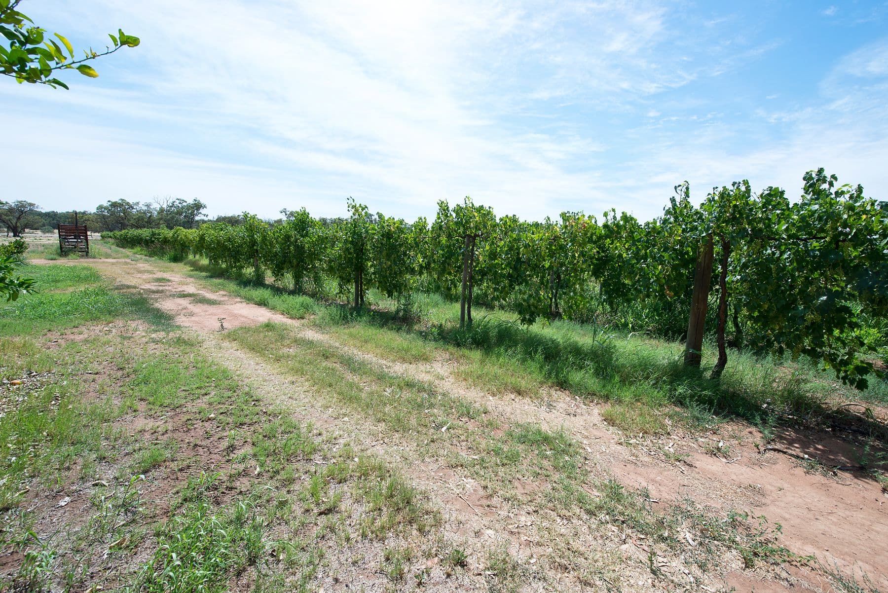 19 McLean Lane, Vinifera VIC 3591, Vinifera - Thumbnail 5