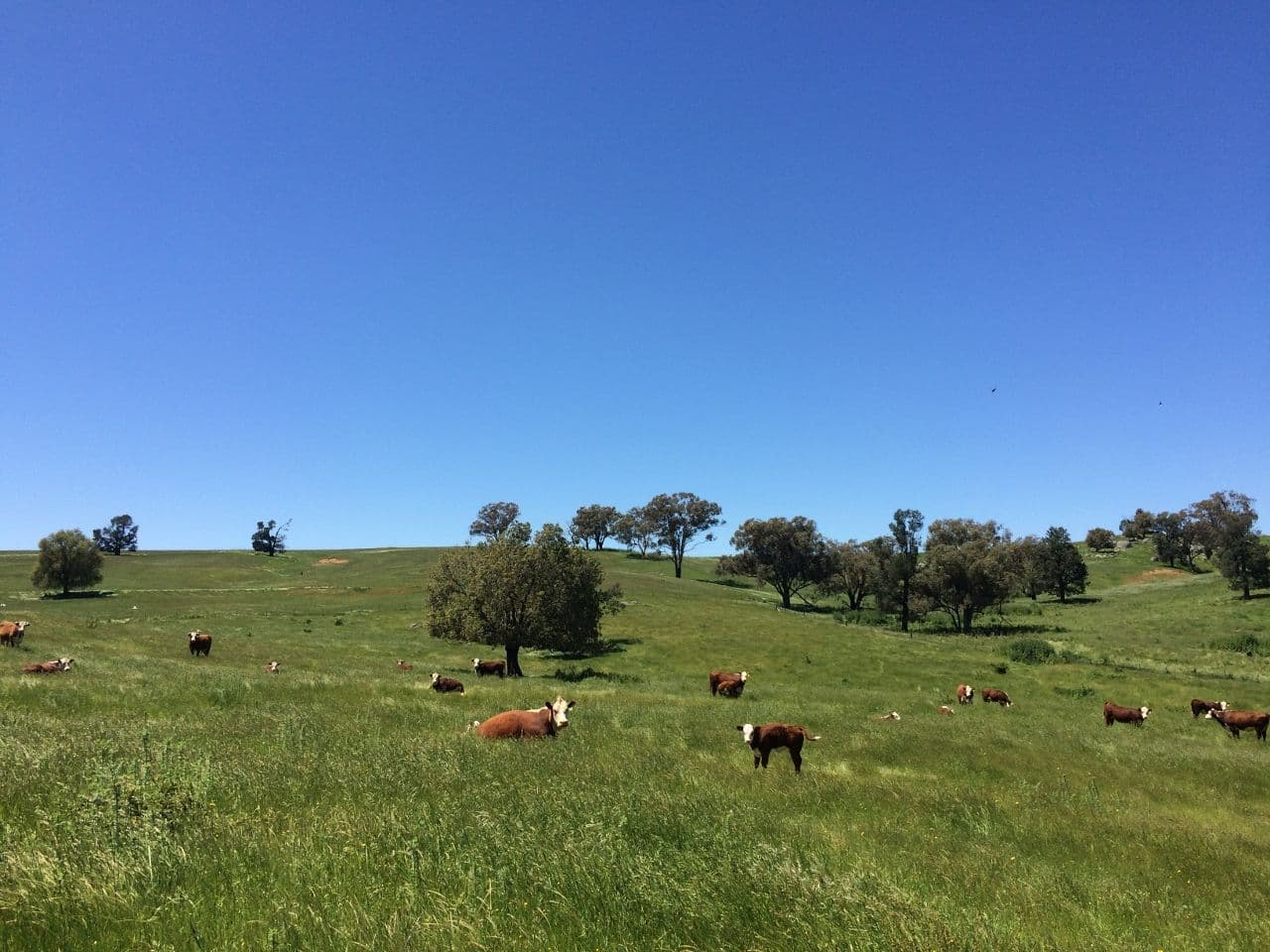 2006 Canowindra Road, Canowindra NSW 2804, Canowindra - Thumbnail 4