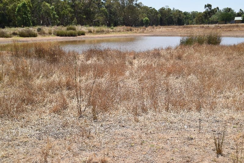 123 Craigs Lane, Gilgandra NSW 2827, Gilgandra - Thumbnail 6