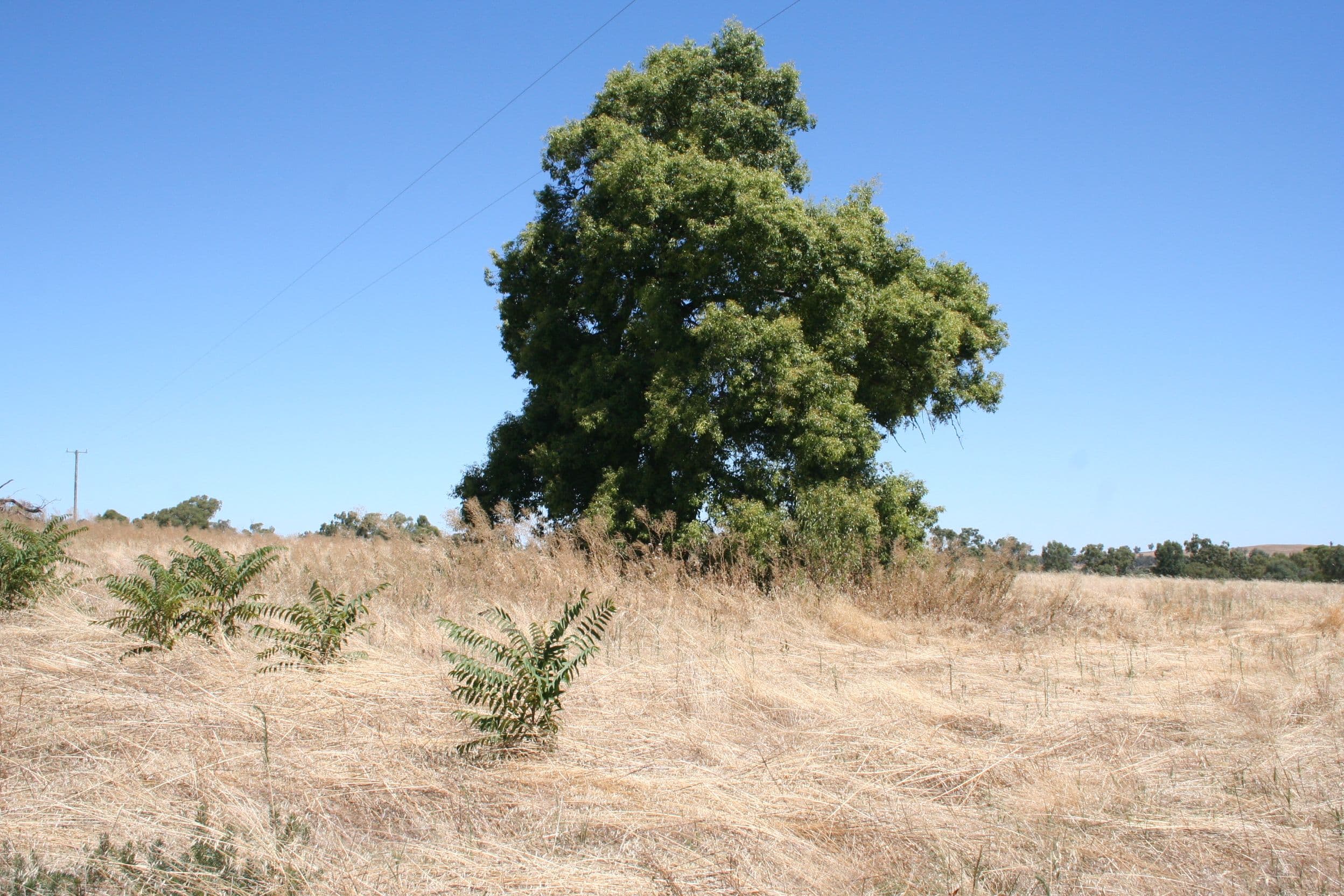 Marrar NSW 2652, Marrar - Thumbnail 6