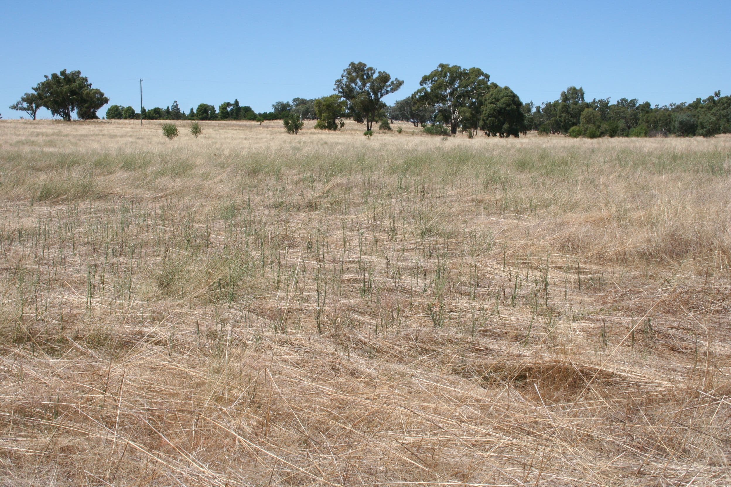 Marrar NSW 2652, Marrar - Thumbnail 4