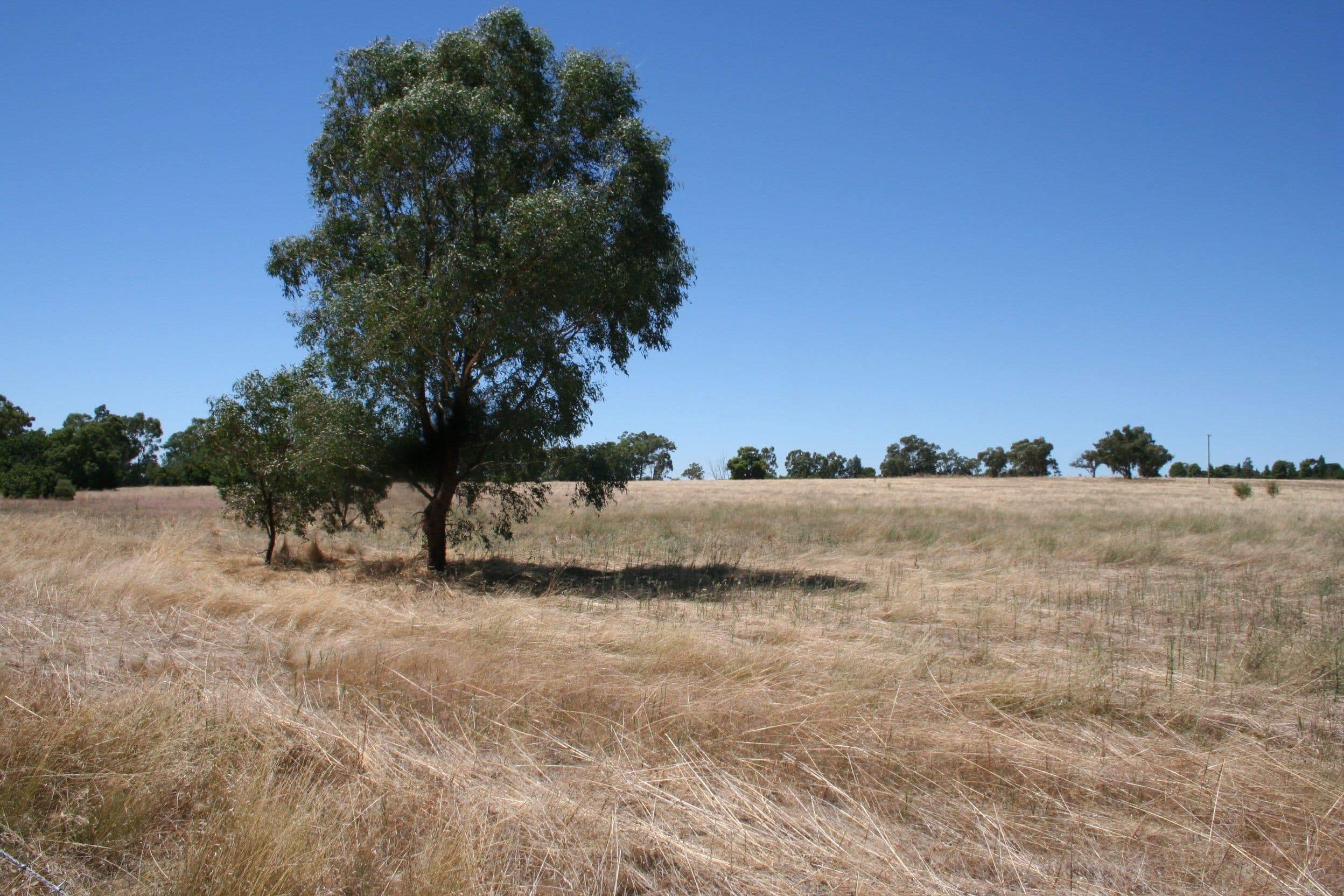 Marrar NSW 2652, Marrar - Thumbnail 3