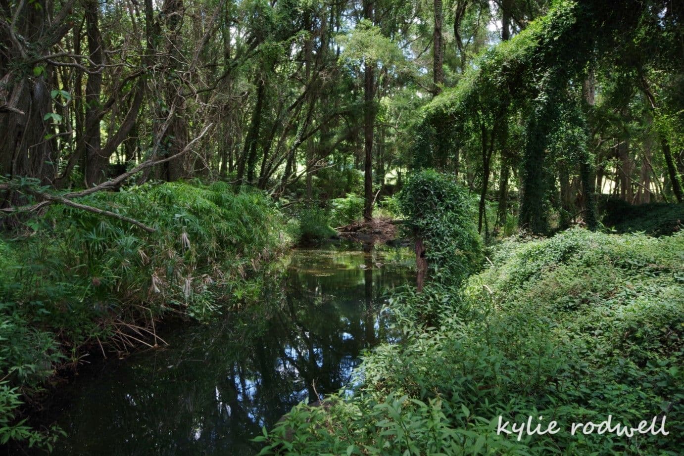 279 Camp Creek Road, Running Creek QLD 4287, Running Creek - Thumbnail 2