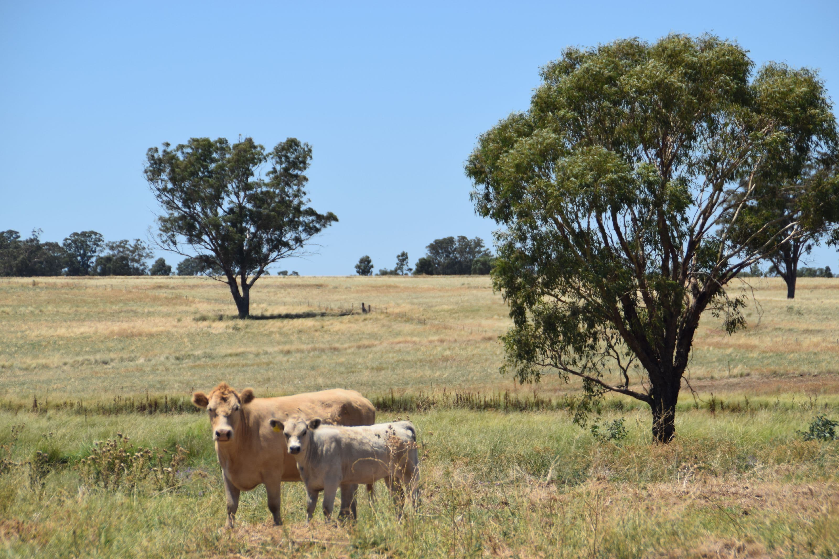 'Dilly Park' 24 Dilly Road, Biddon NSW 2827, Biddon - Image 1