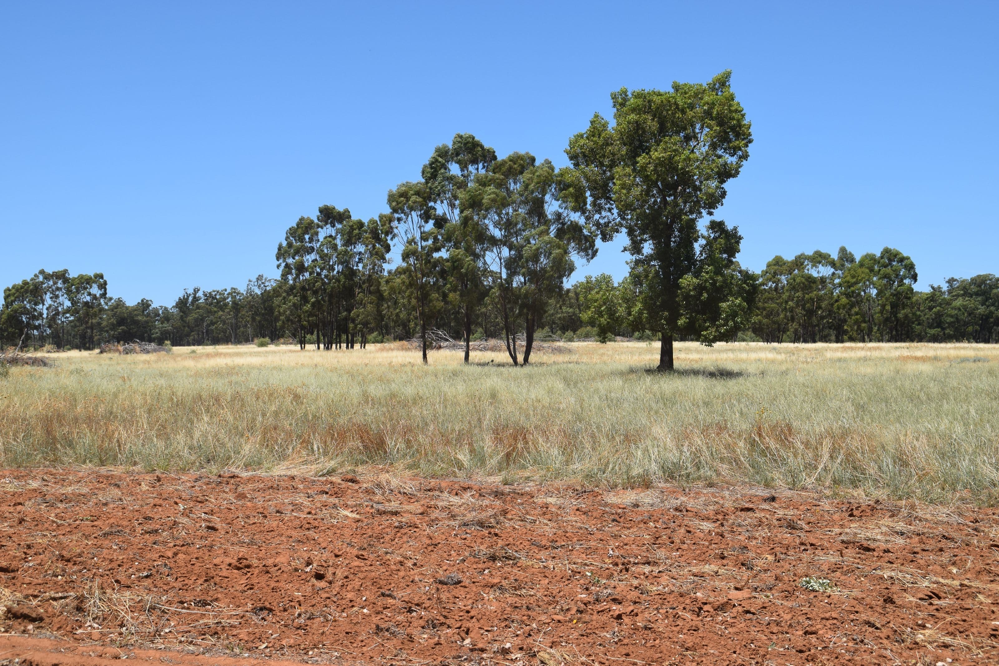'Dilly Park' 24 Dilly Road, Biddon NSW 2827, Biddon - Thumbnail 8