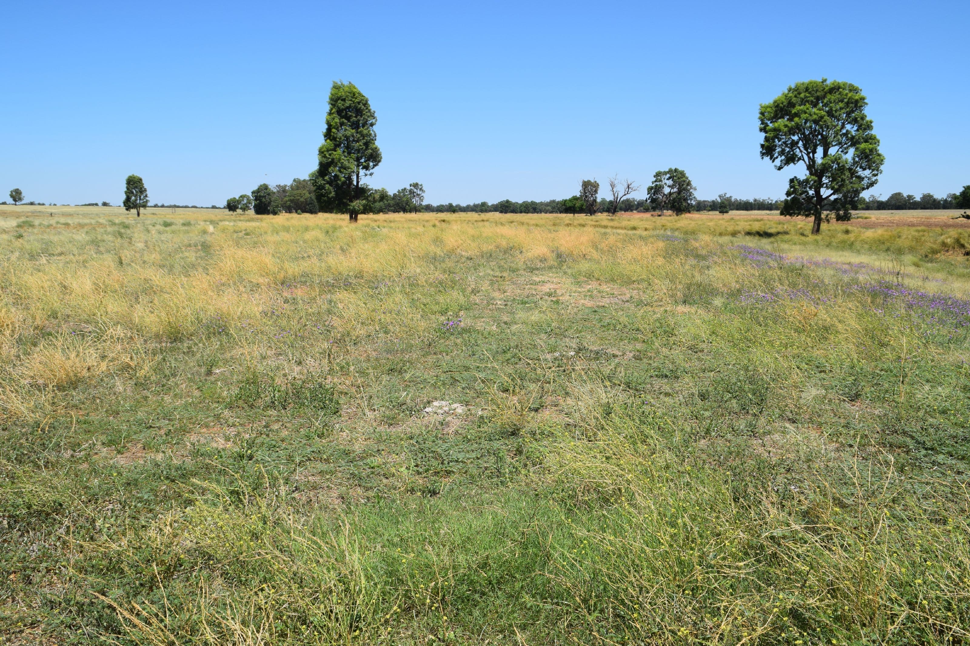 'Dilly Park' 24 Dilly Road, Biddon NSW 2827, Biddon - Thumbnail 7