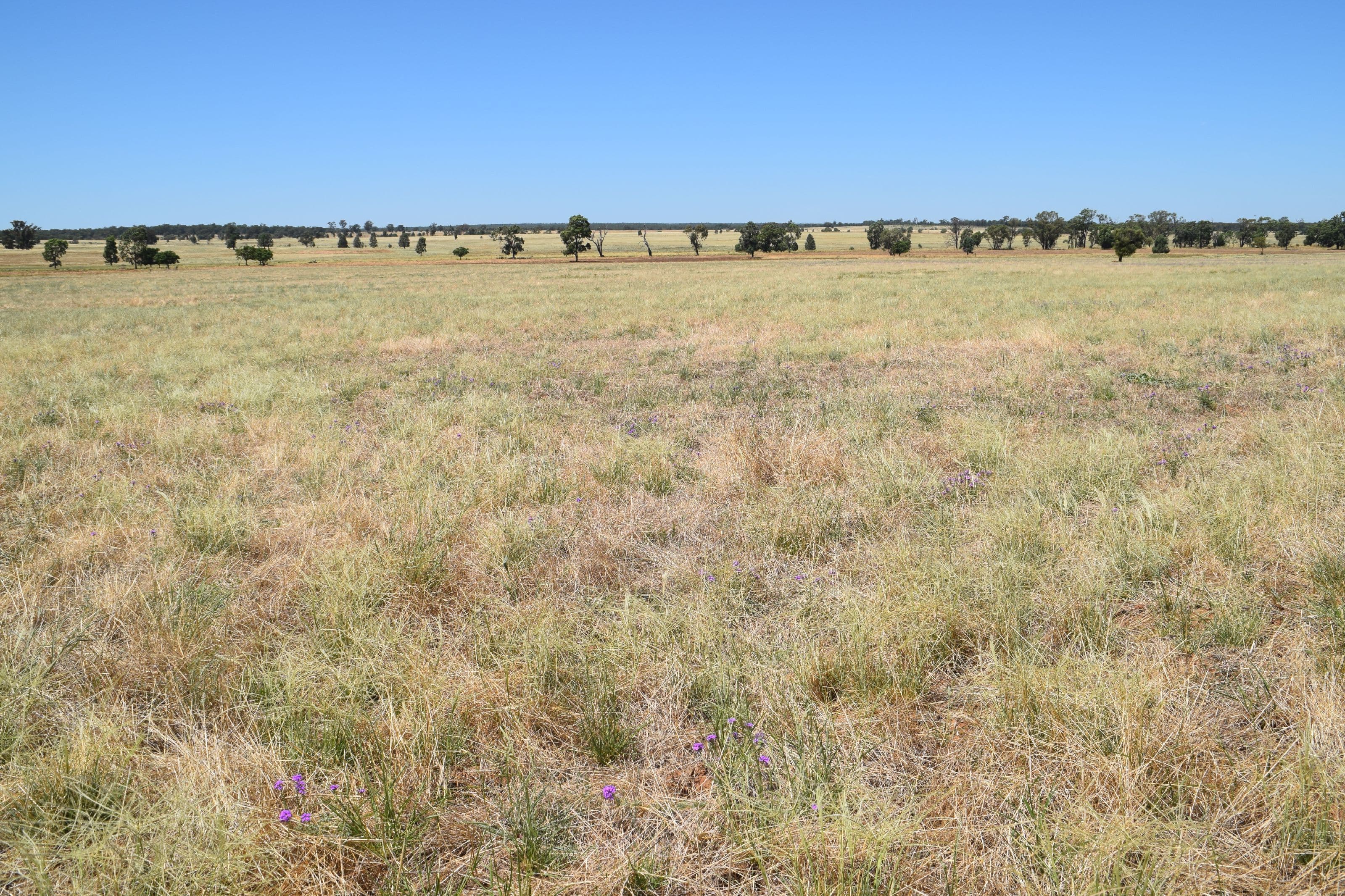 'Dilly Park' 24 Dilly Road, Biddon NSW 2827, Biddon - Thumbnail 6