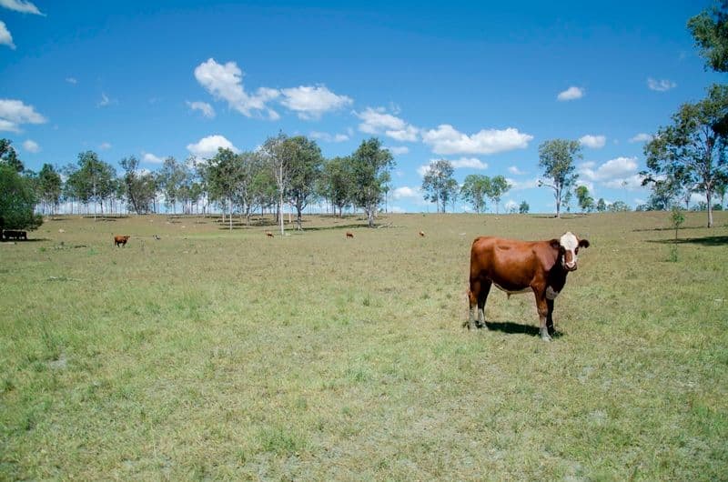 Lot 1 Muna-Miva Road, Miva QLD 4570, Miva - Thumbnail 4