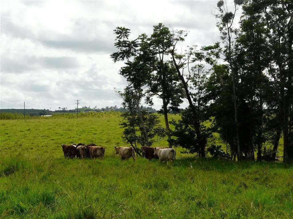 Lot 22 Mena Creek Road, Mena Creek QLD 4871, Mena Creek - Thumbnail 5