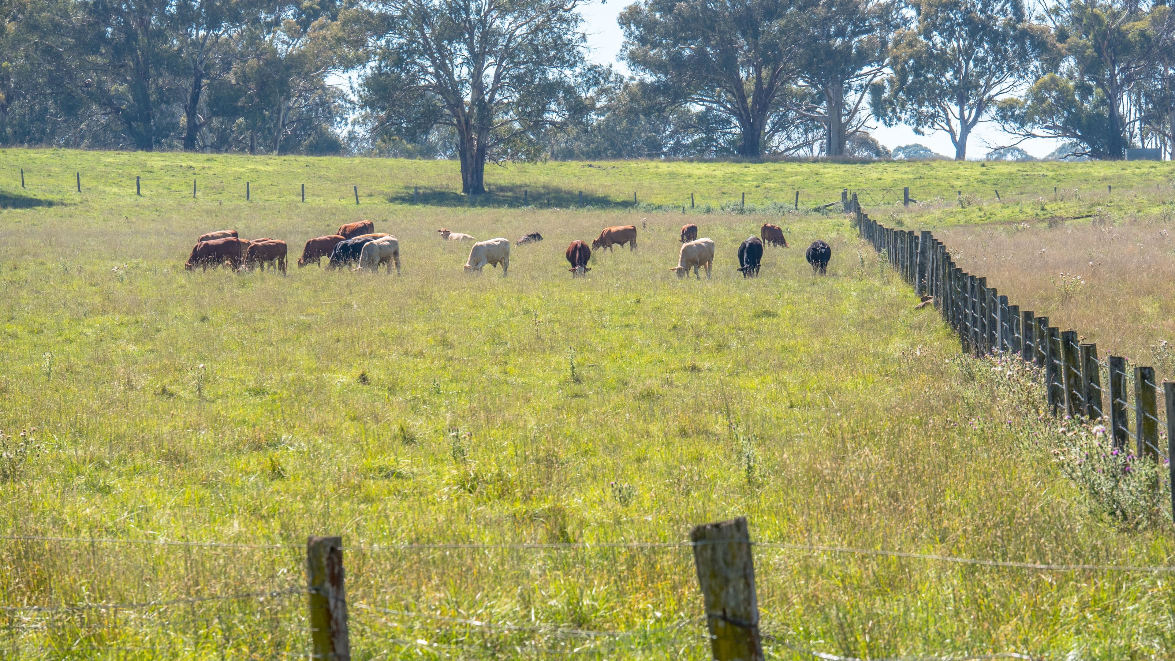 Elderbury 250 Northbrook Road, Guyra NSW 2365, Guyra - Thumbnail 3