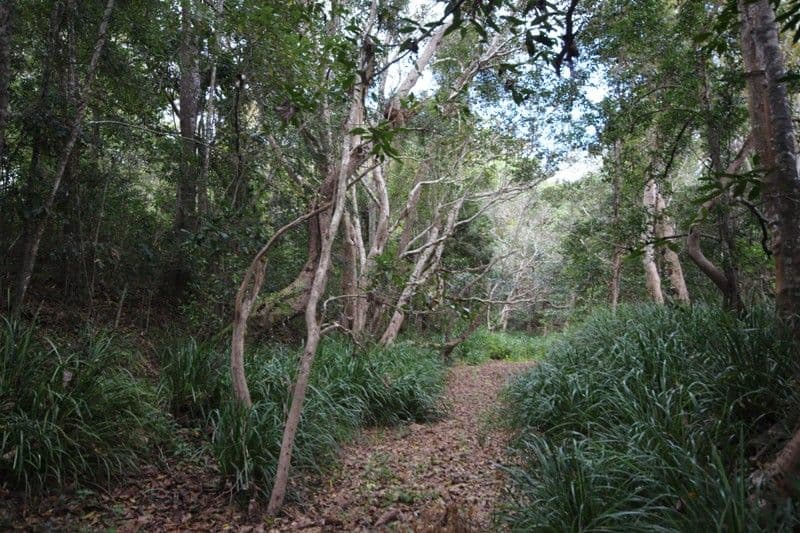 648 Hodzic Road, Mareeba QLD 4880, Mareeba - Thumbnail 2