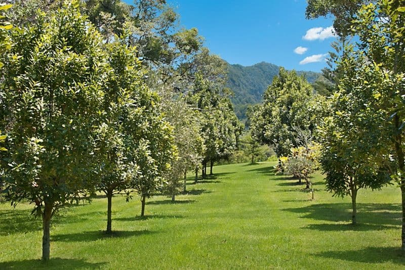 2327 Numinbah Road, Numinbah NSW 2484, Numinbah - Thumbnail 4