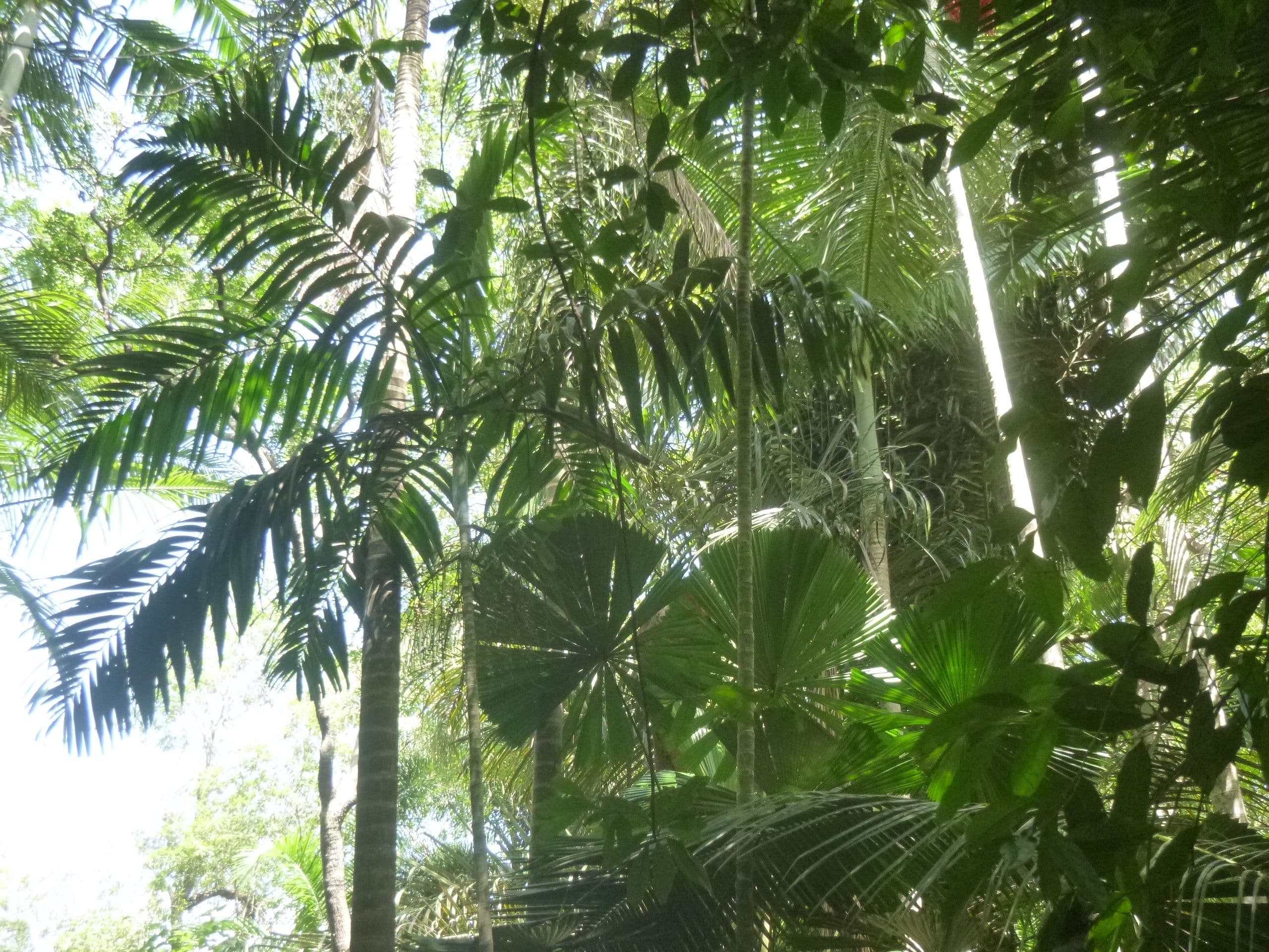 1774 Endeavour Valley Road, Cooktown QLD 4895, Cooktown - Thumbnail 3