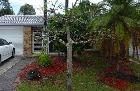 19 Michigan Drive, Oxenford QLD 4210, Oxenford - Image 1