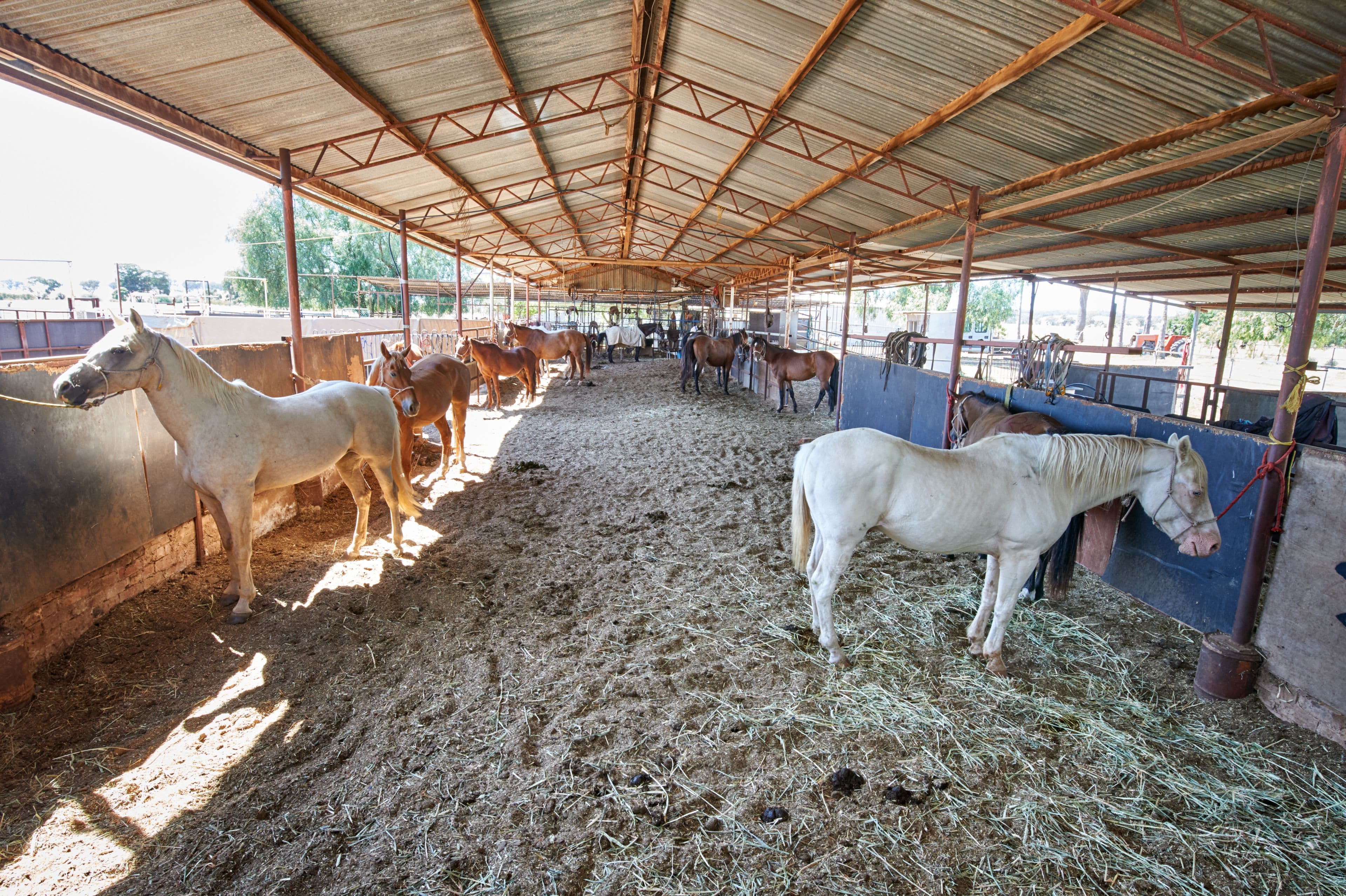 2031 Millwood Road, Coolamon NSW 2701, Coolamon - Image 1