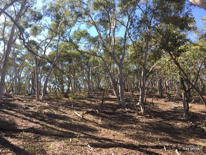 243 Jacquet Road, NERRIGA NSW 2622, Nerriga - Thumbnail 8