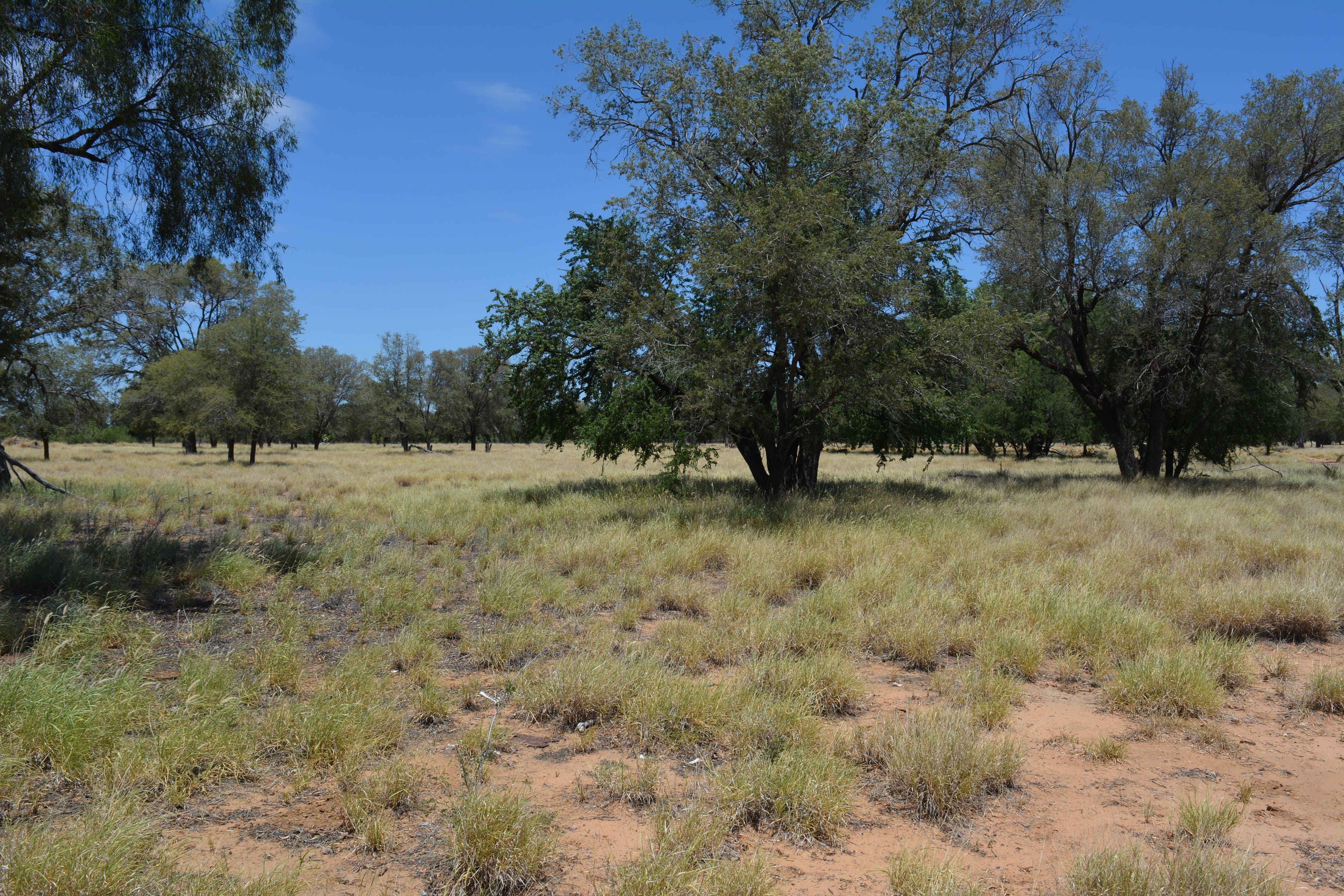 276 Glencoe Road, BLACKALL QLD 4472, Blackall - Thumbnail 2