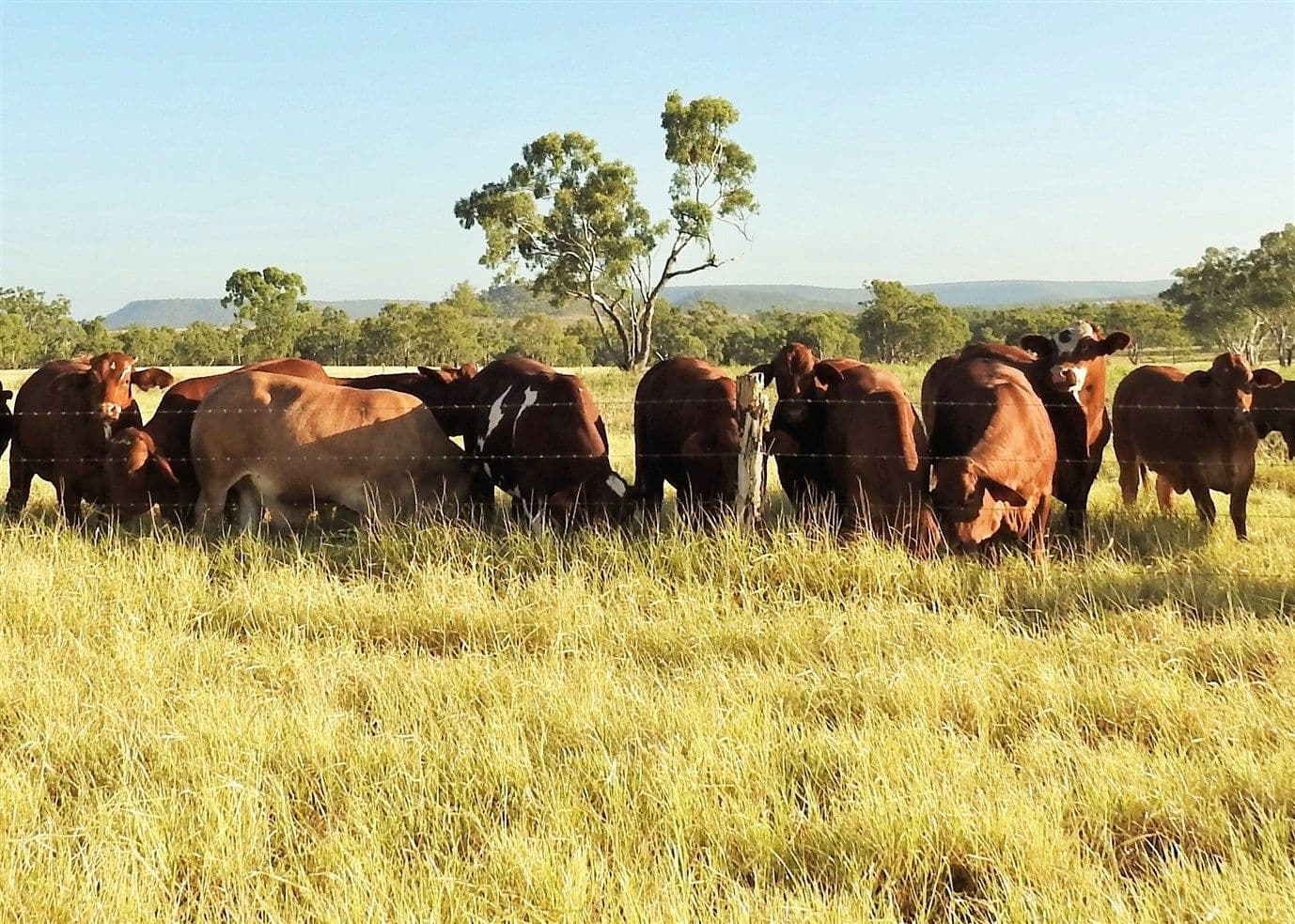 "ParkView" Springsure Tambo Road, SPRINGSURE QLD 4722, Springsure - Thumbnail 6