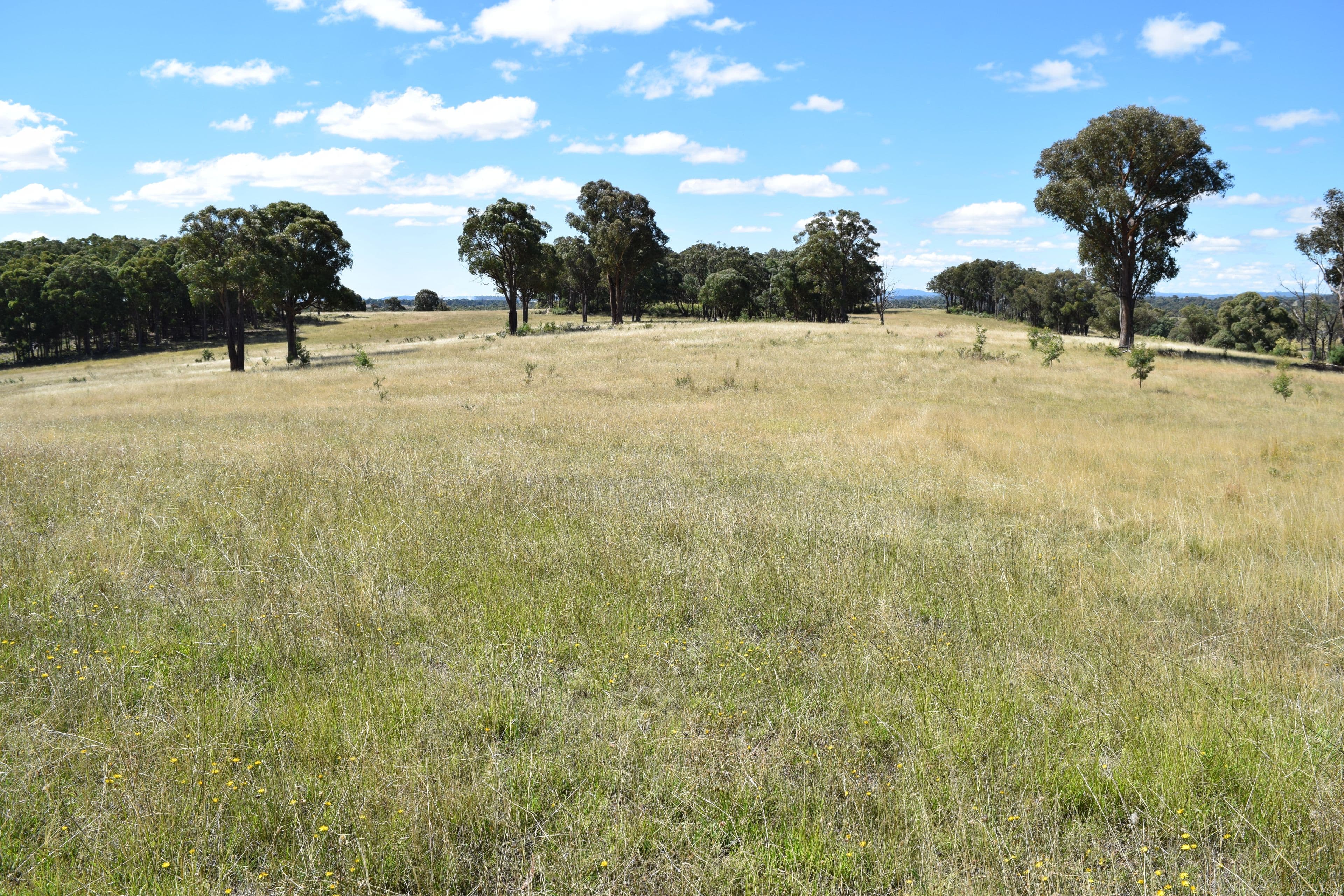 Big Mill 523 Westbrook Road, Guyra NSW 2365, Guyra - Image 1
