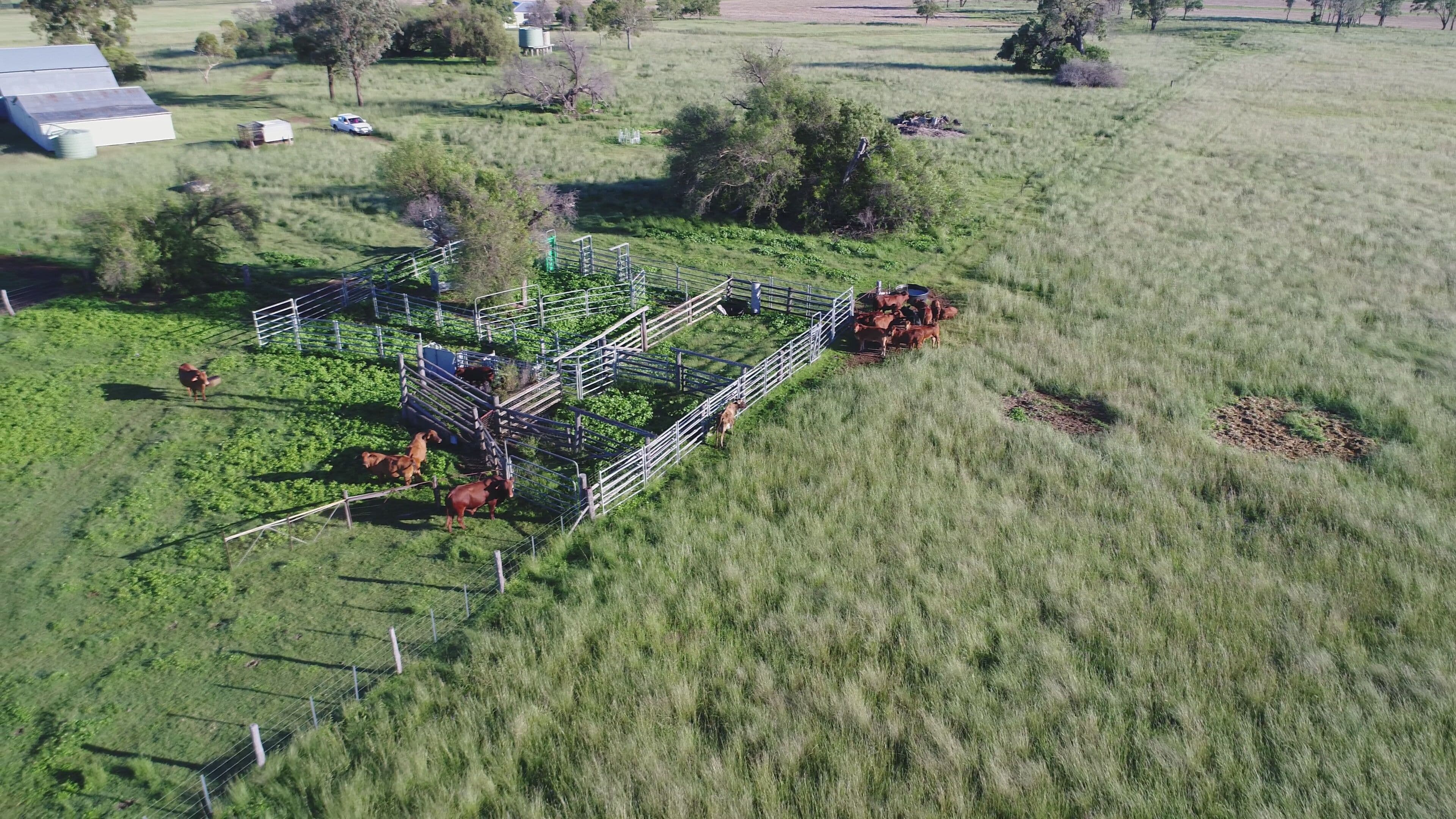335 Clifton Road, Pittsworth QLD 4356, Pittsworth - Thumbnail 4