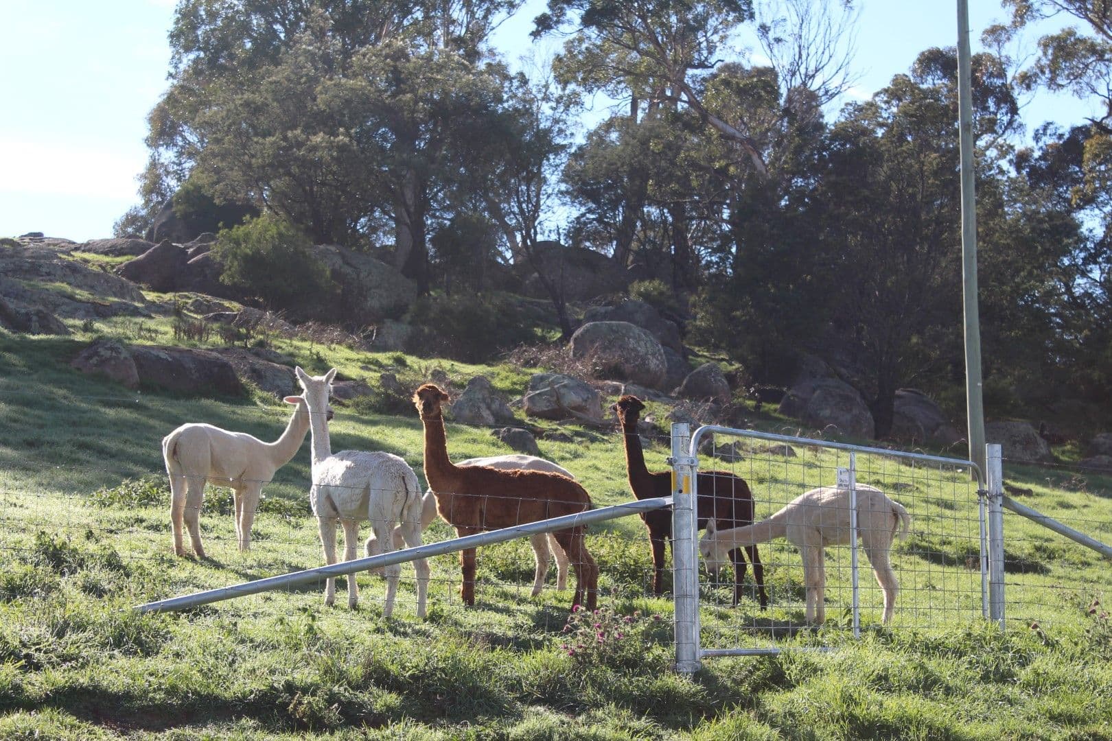 278 Ferndale Road, Oberon NSW 2787, Oberon - Thumbnail 3