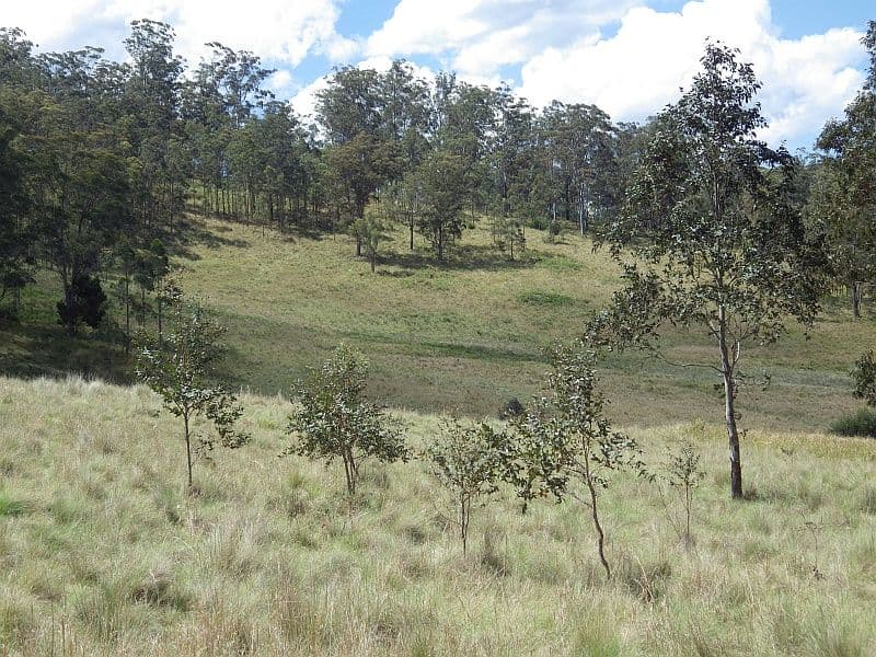 640 Harness Cask Road, Tyringham NSW 2453, Tyringham - Thumbnail 5