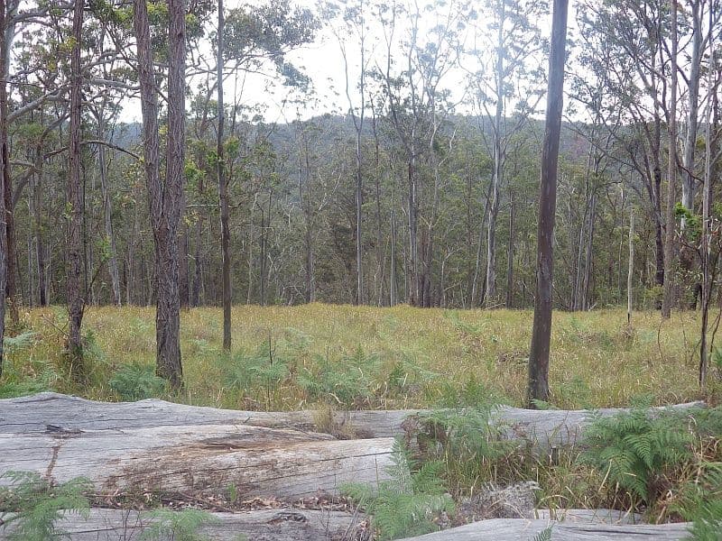 640 Harness Cask Road, Tyringham NSW 2453, Tyringham - Thumbnail 8