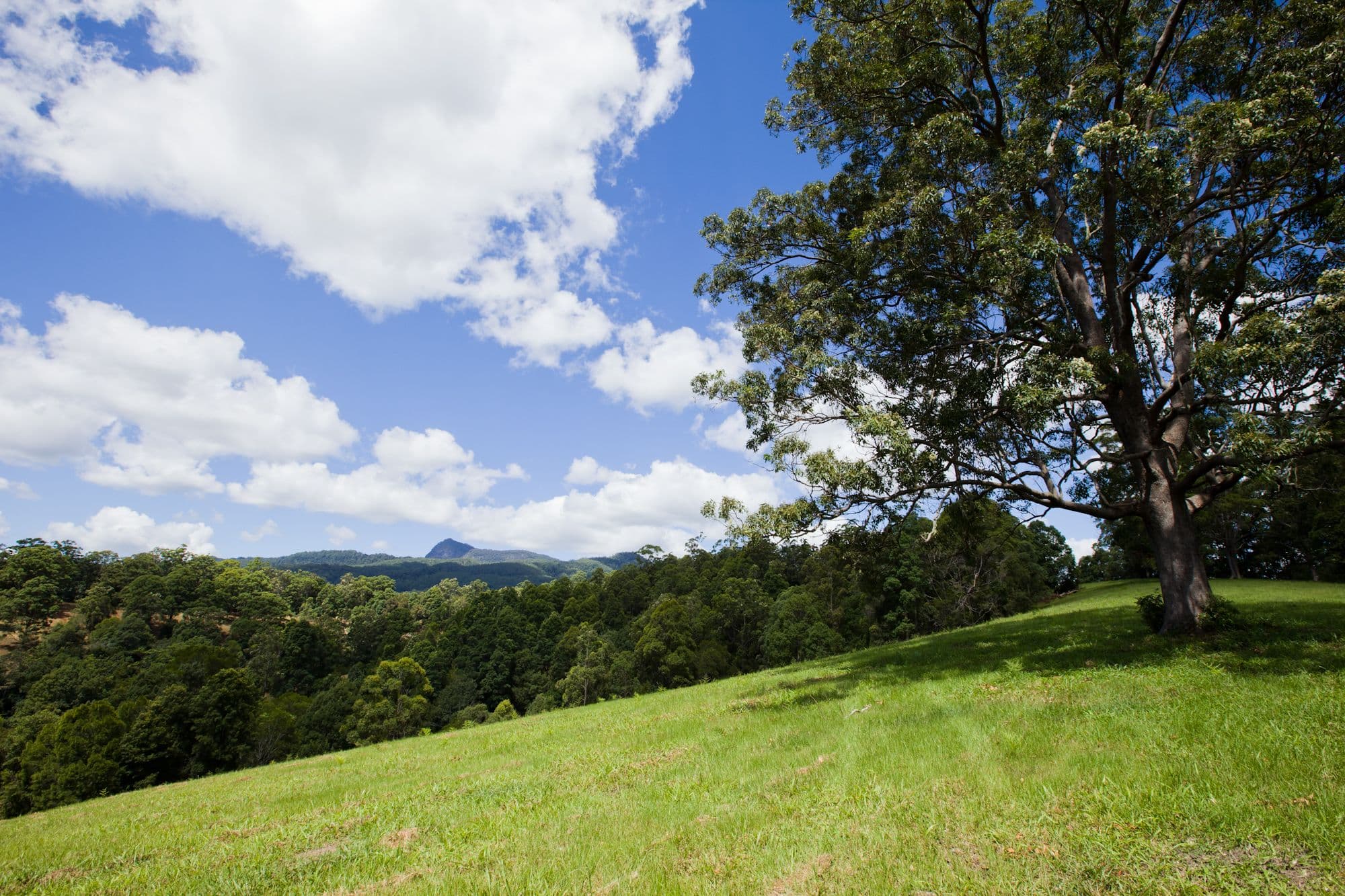 1475 Byrrill Creek Road, Tyalgum NSW 2484, Tyalgum - Thumbnail 4