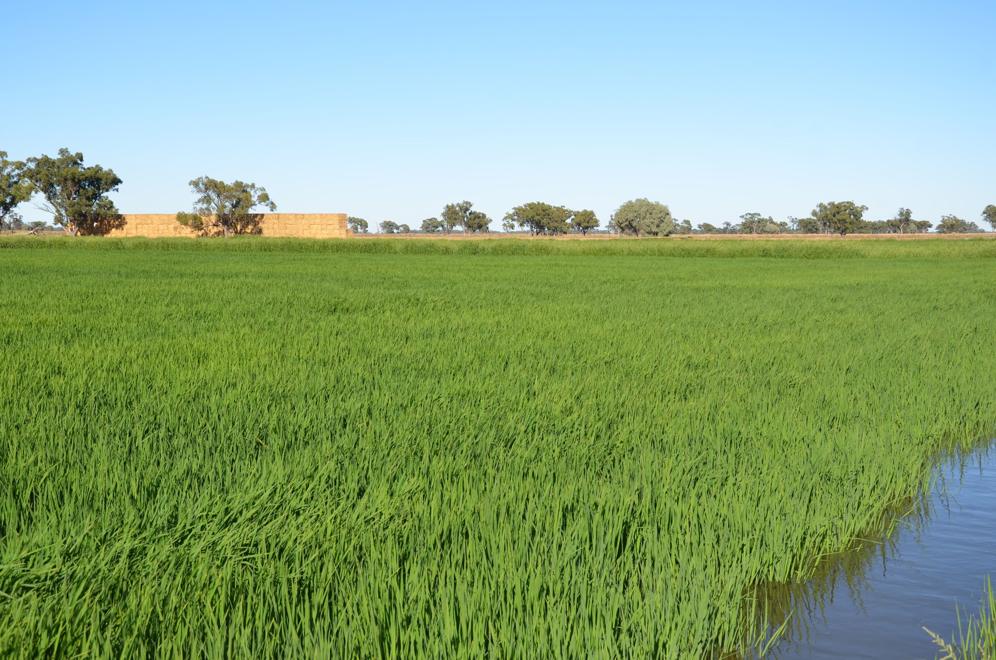670 Willawa Lane, FINLEY NSW 2713, Finley - Thumbnail 4