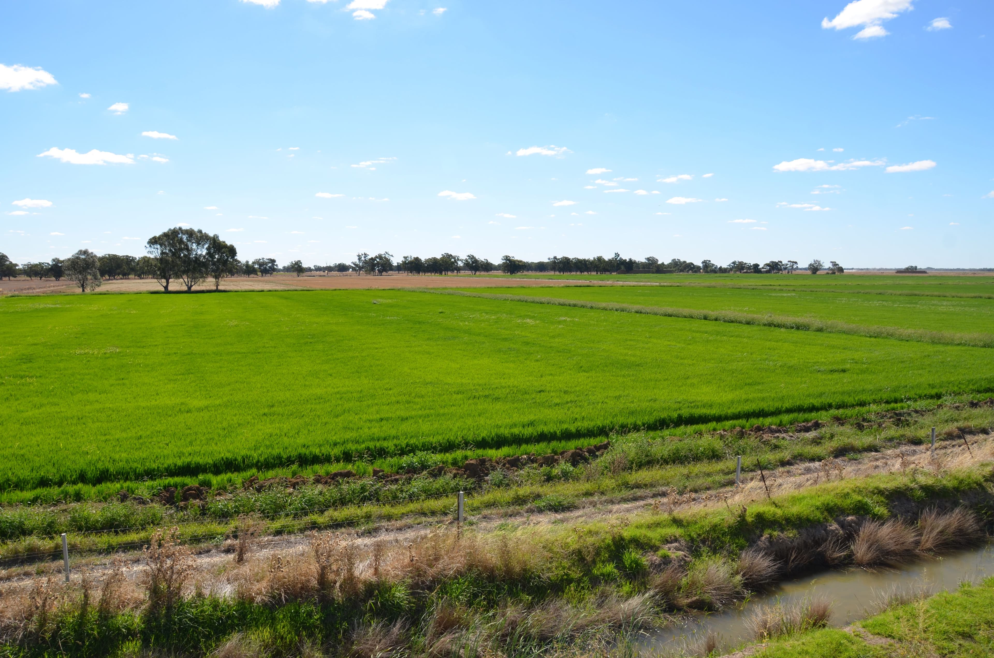 670 Willawa Lane, FINLEY NSW 2713, Finley - Thumbnail 3