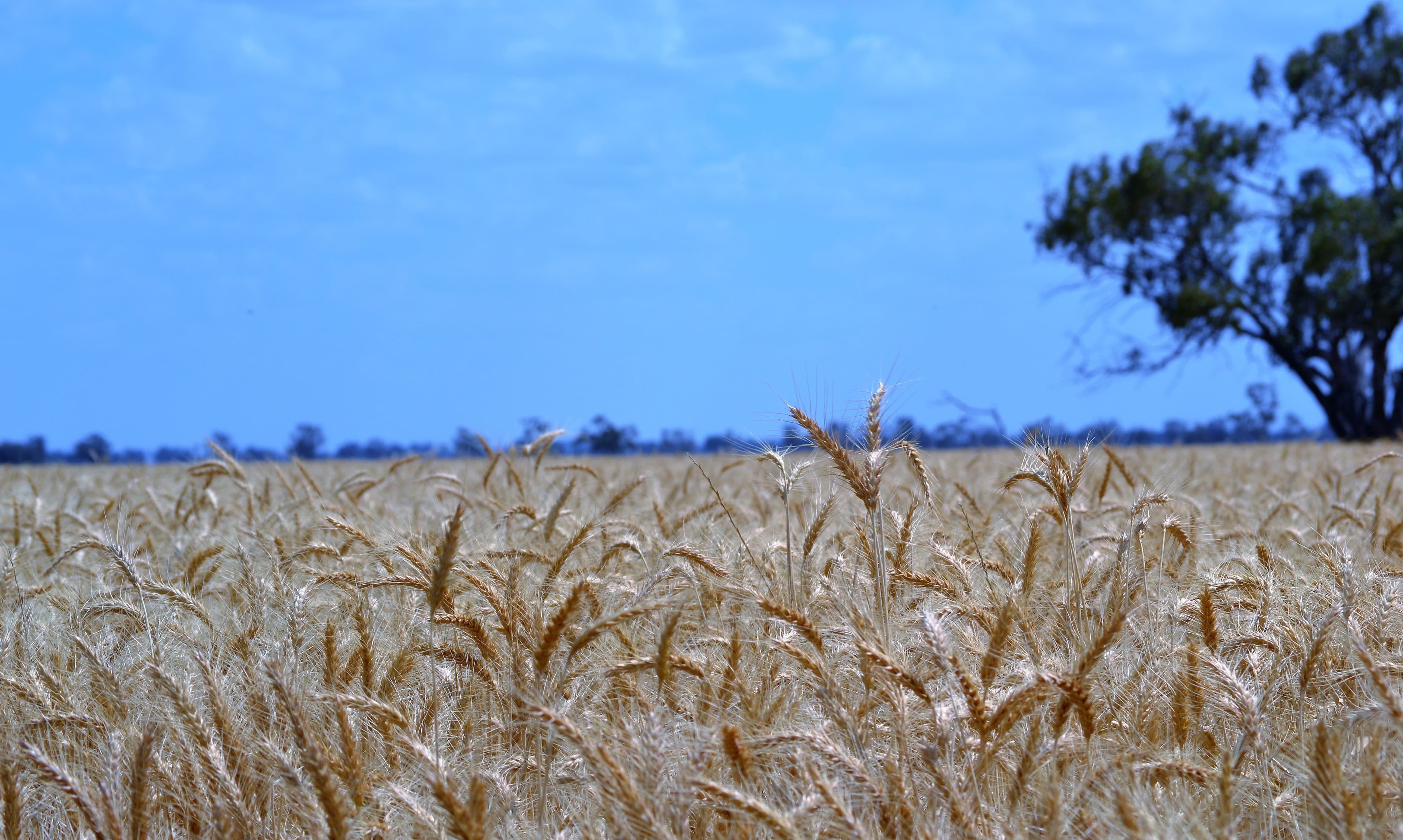 'Wilga' The McGrane Way, Narromine NSW 2821, Narromine - Thumbnail 5