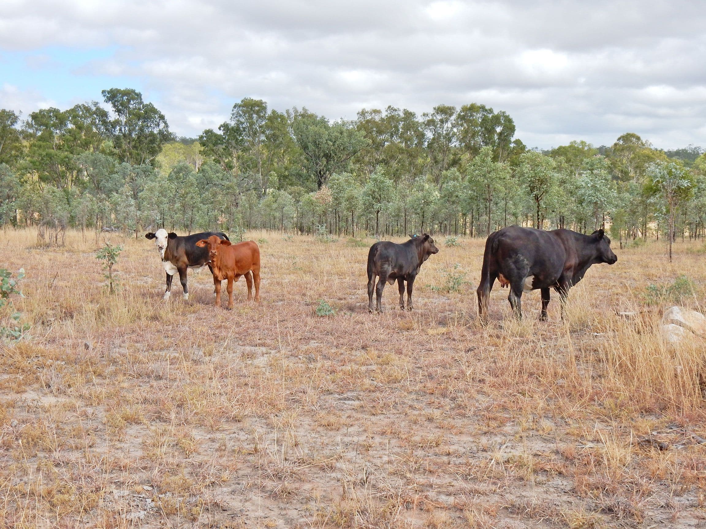 1541 Coonambula Road, Coonambula QLD 4626, Coonambula - Thumbnail 3