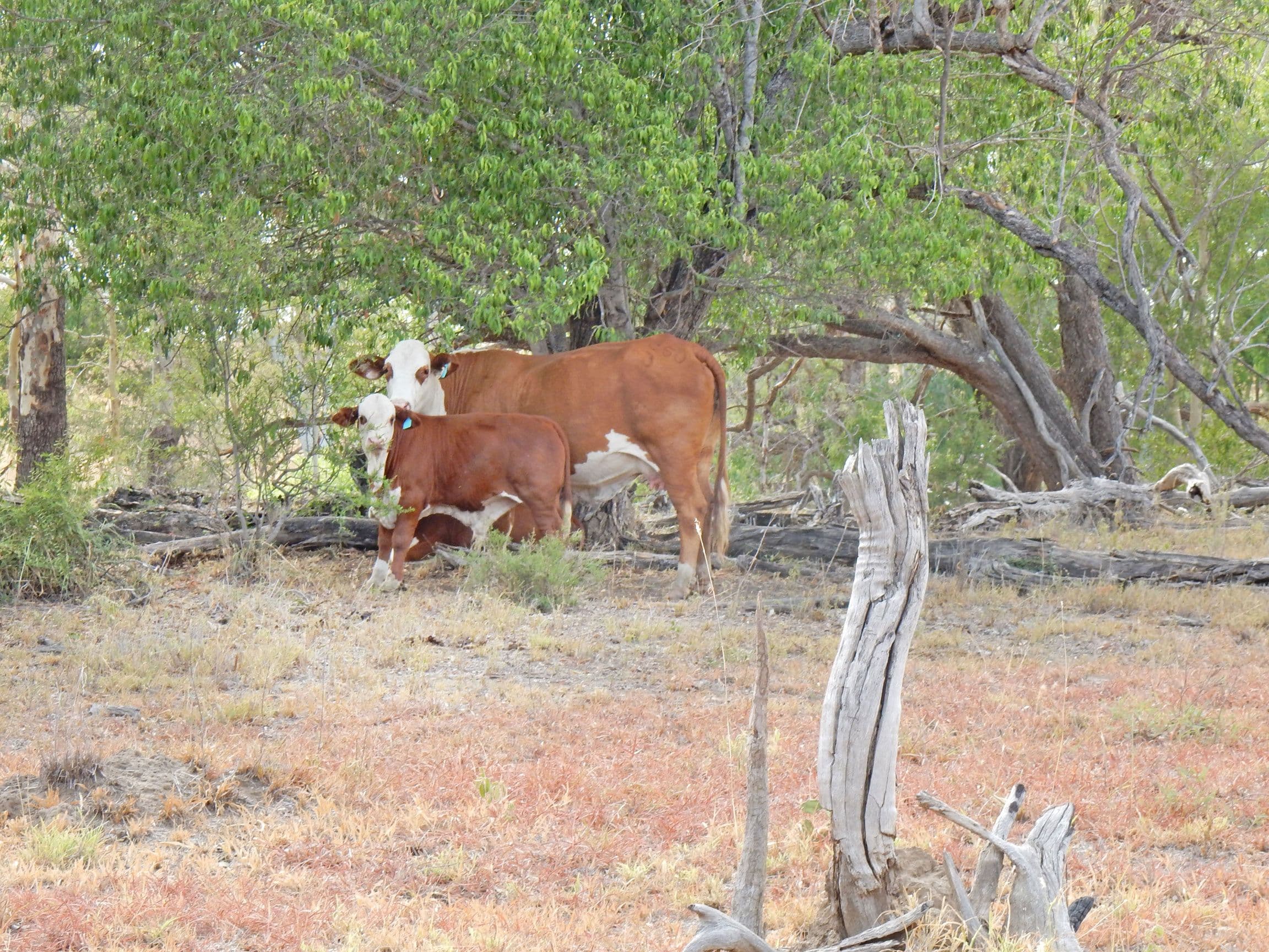 1541 Coonambula Road, Coonambula QLD 4626, Coonambula - Image 1