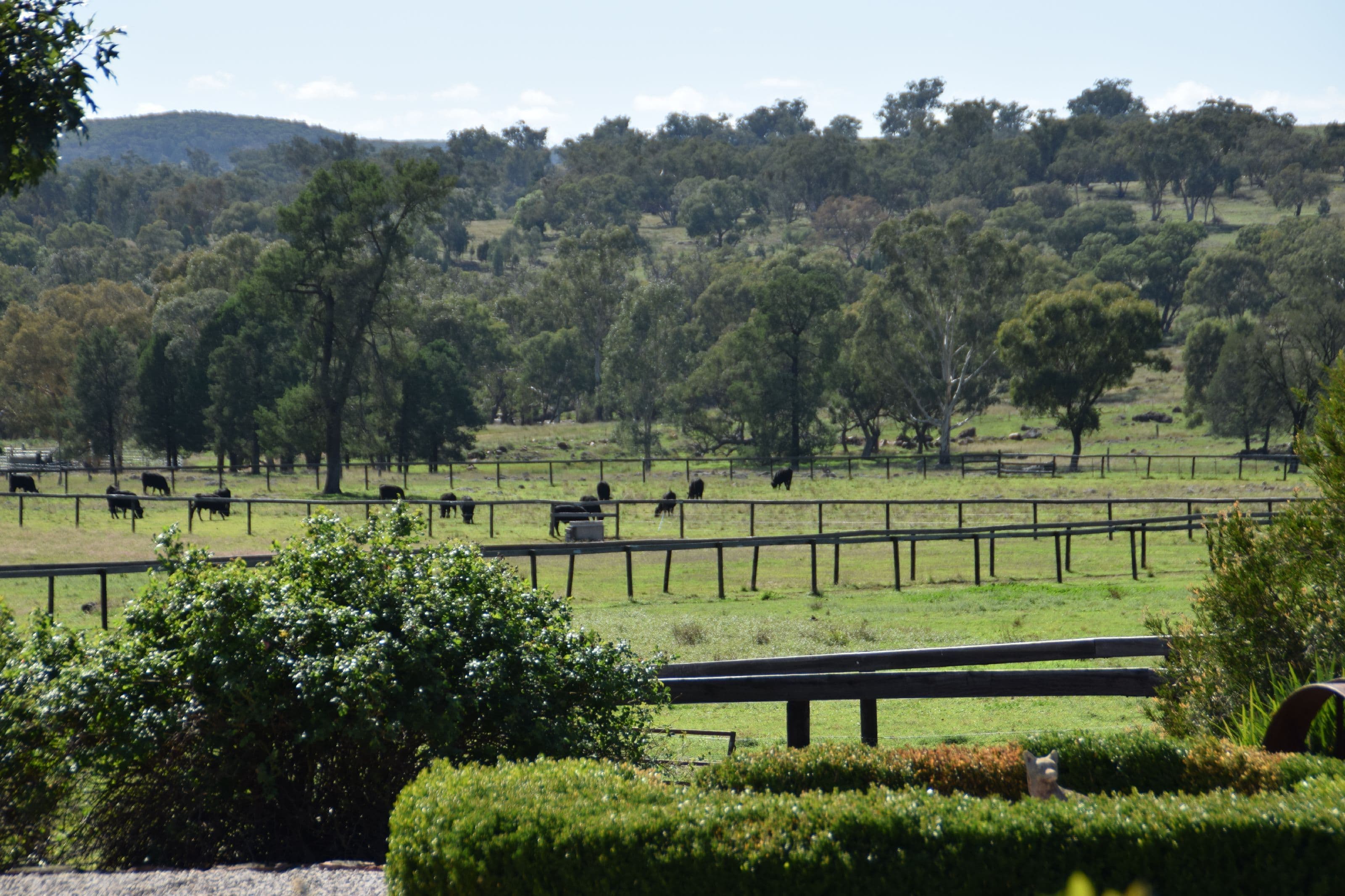 "Halcyon" 545 Noonameena Road, Yeoval NSW 2868, Yeoval - Thumbnail 3