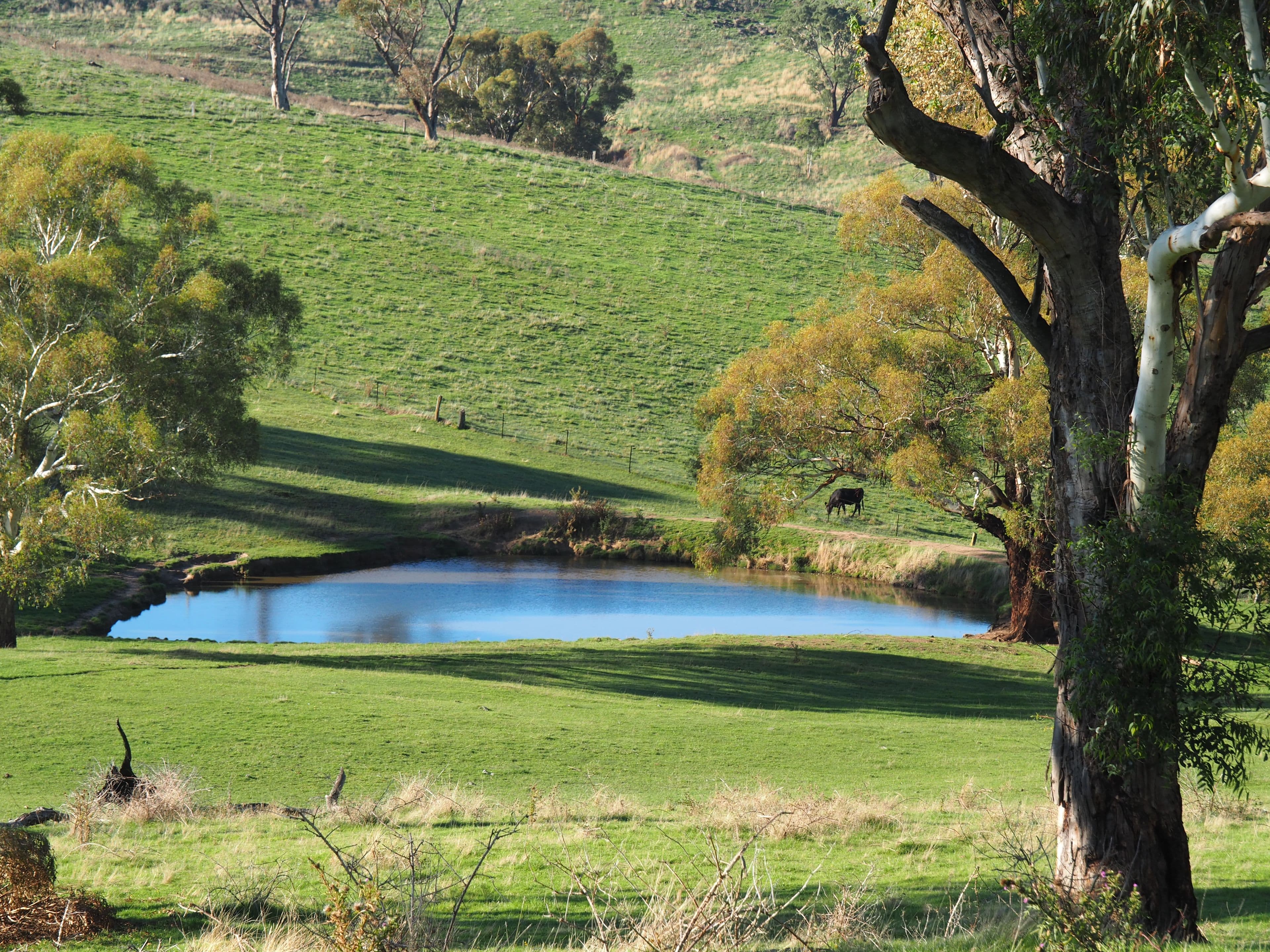 Tallwood NSW 2798, Tallwood - Thumbnail 2