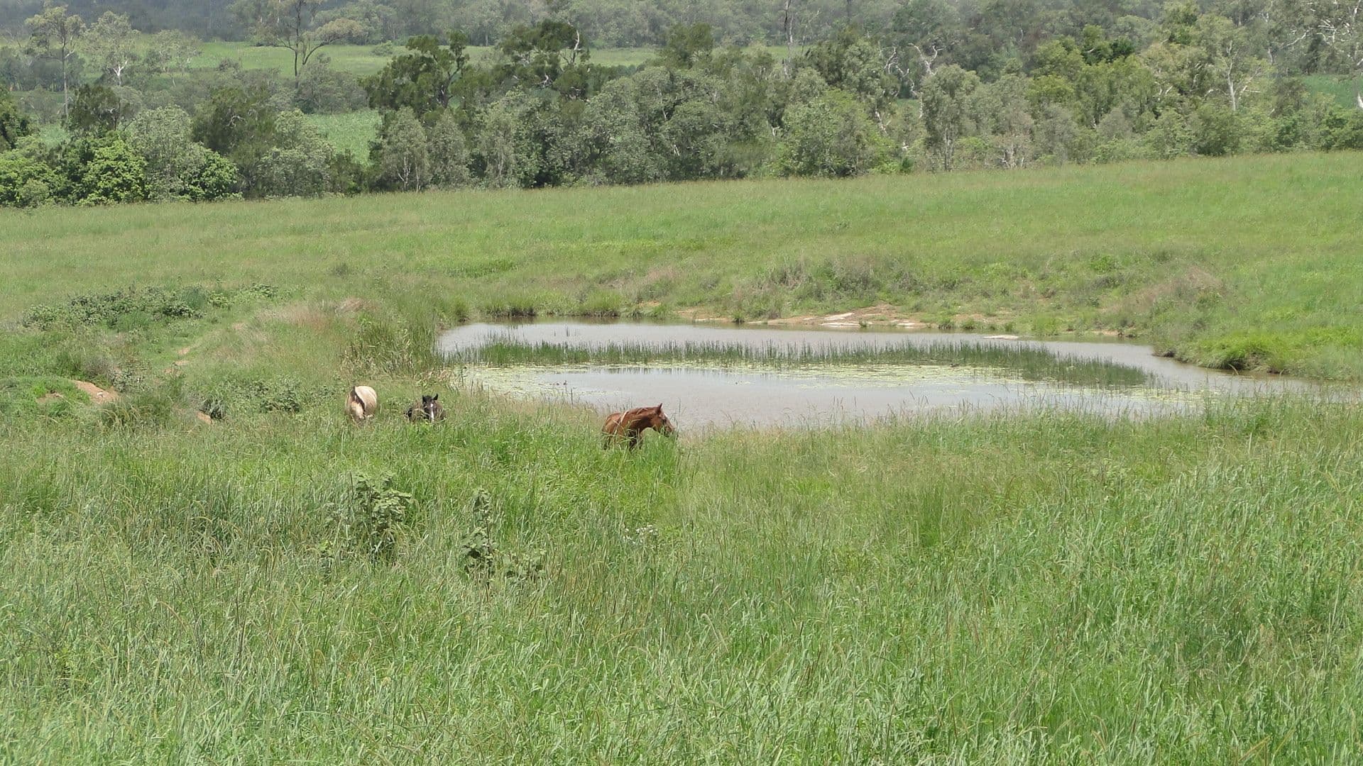 940 Mt Ossa-Seaforth Road, Seaforth QLD 4741, Seaforth - Thumbnail 5