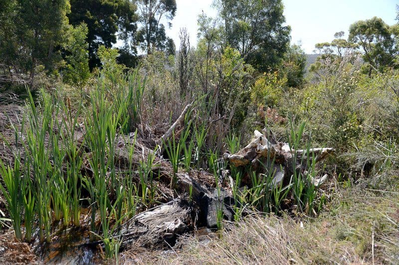 Lot 2 Ferntree Road, Eaglehawk Neck TAS 7179, Eaglehawk Neck - Thumbnail 7