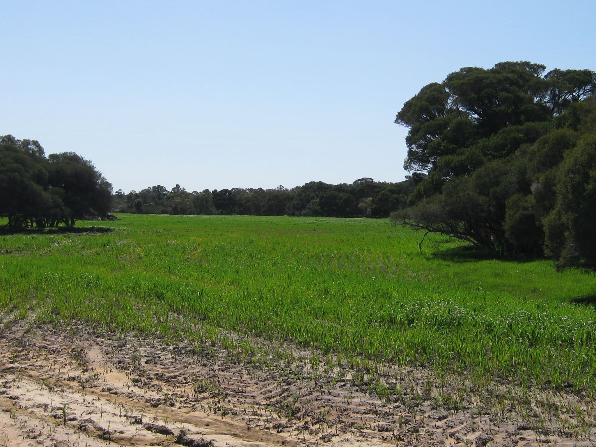 Lot 152 pickles Road, NARRIKUP WA 6326, Narrikup - Thumbnail 2