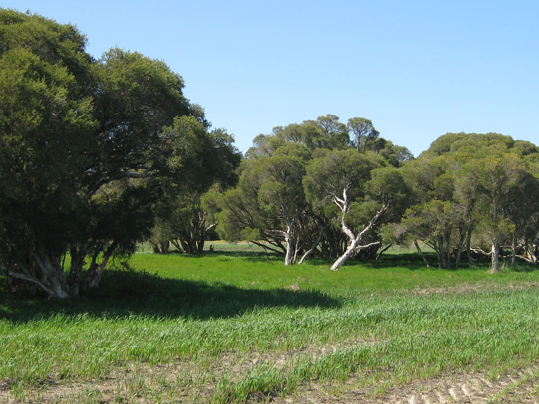 Lot 152 pickles Road, NARRIKUP WA 6326, Narrikup - Image 1