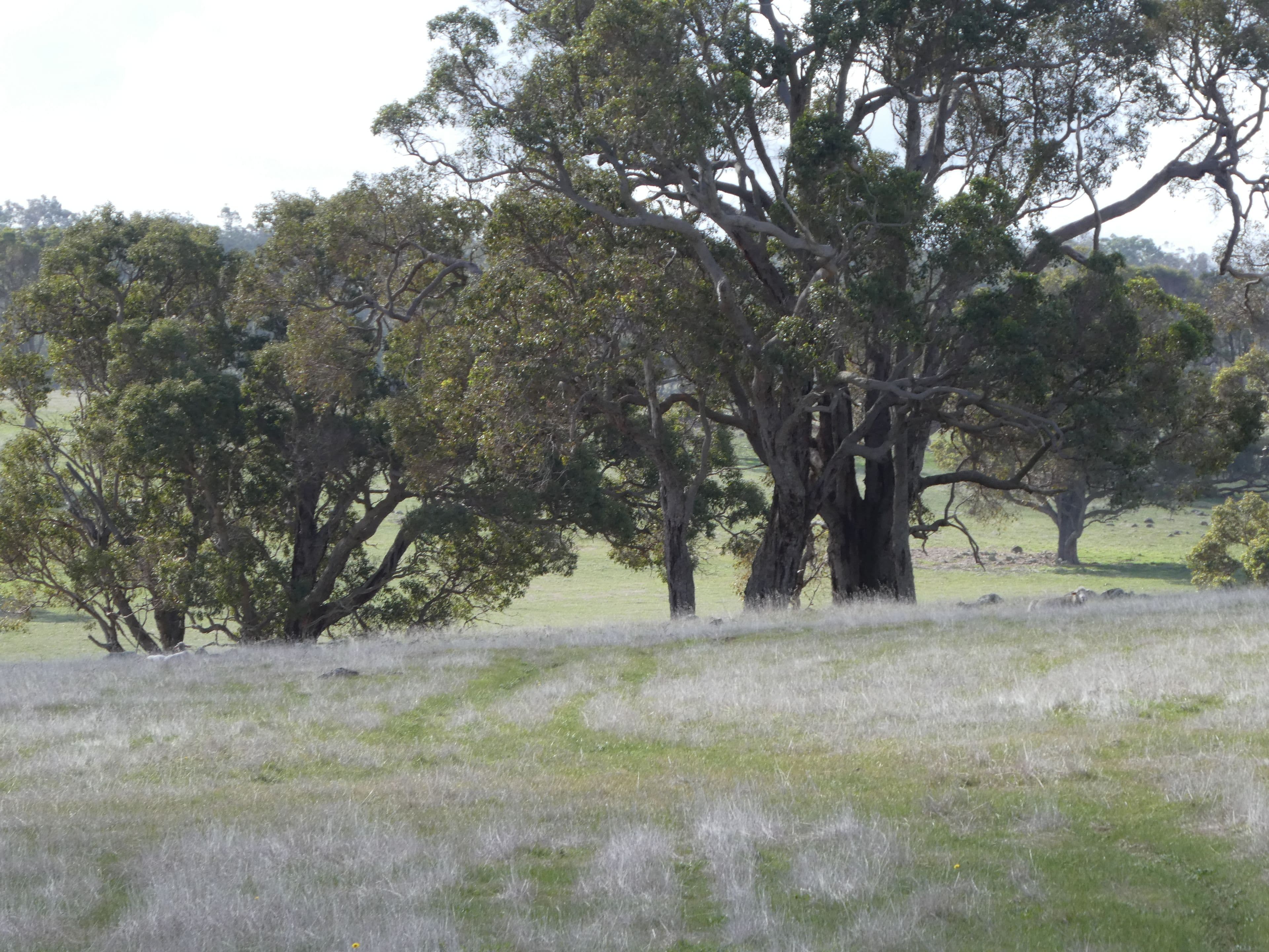 Lot 300 Scott Road, Mount Barker WA 6324, Mount Barker - Thumbnail 4