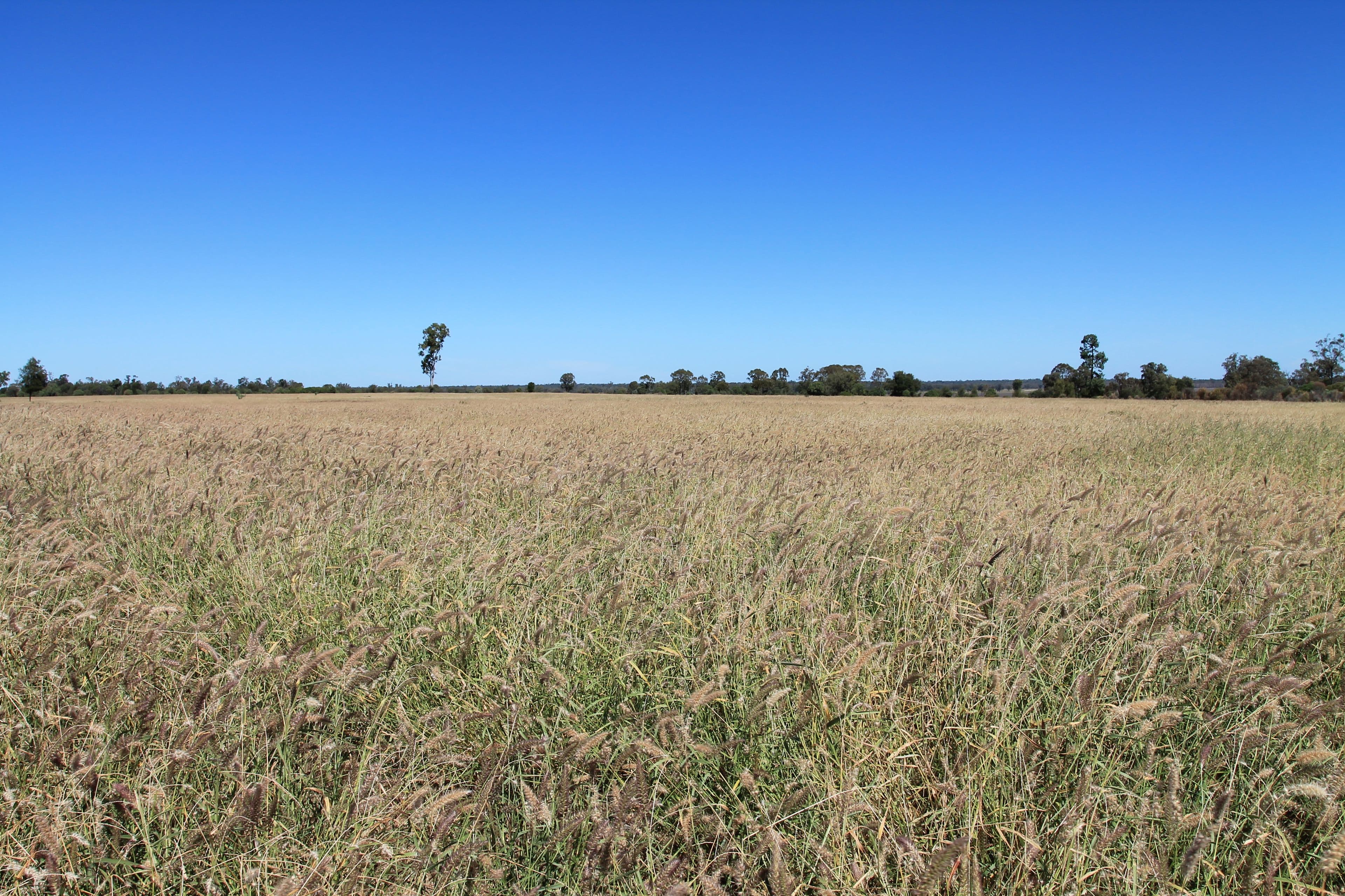 3054 Kyilla Road, Glenmorgan QLD 4423, Glenmorgan - Image 1