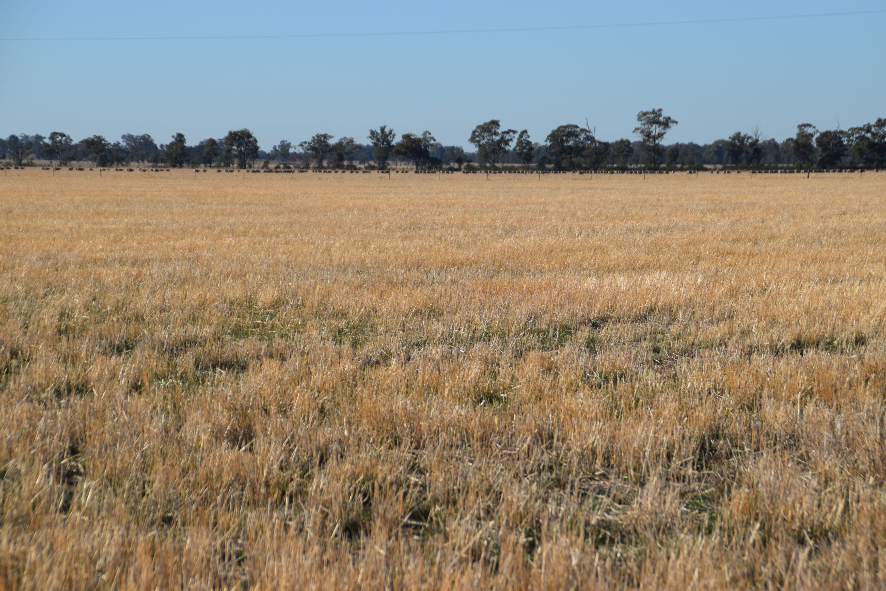'Gilway' Balladoran Road, GILGANDRA NSW 2827, Gilgandra - Thumbnail 7