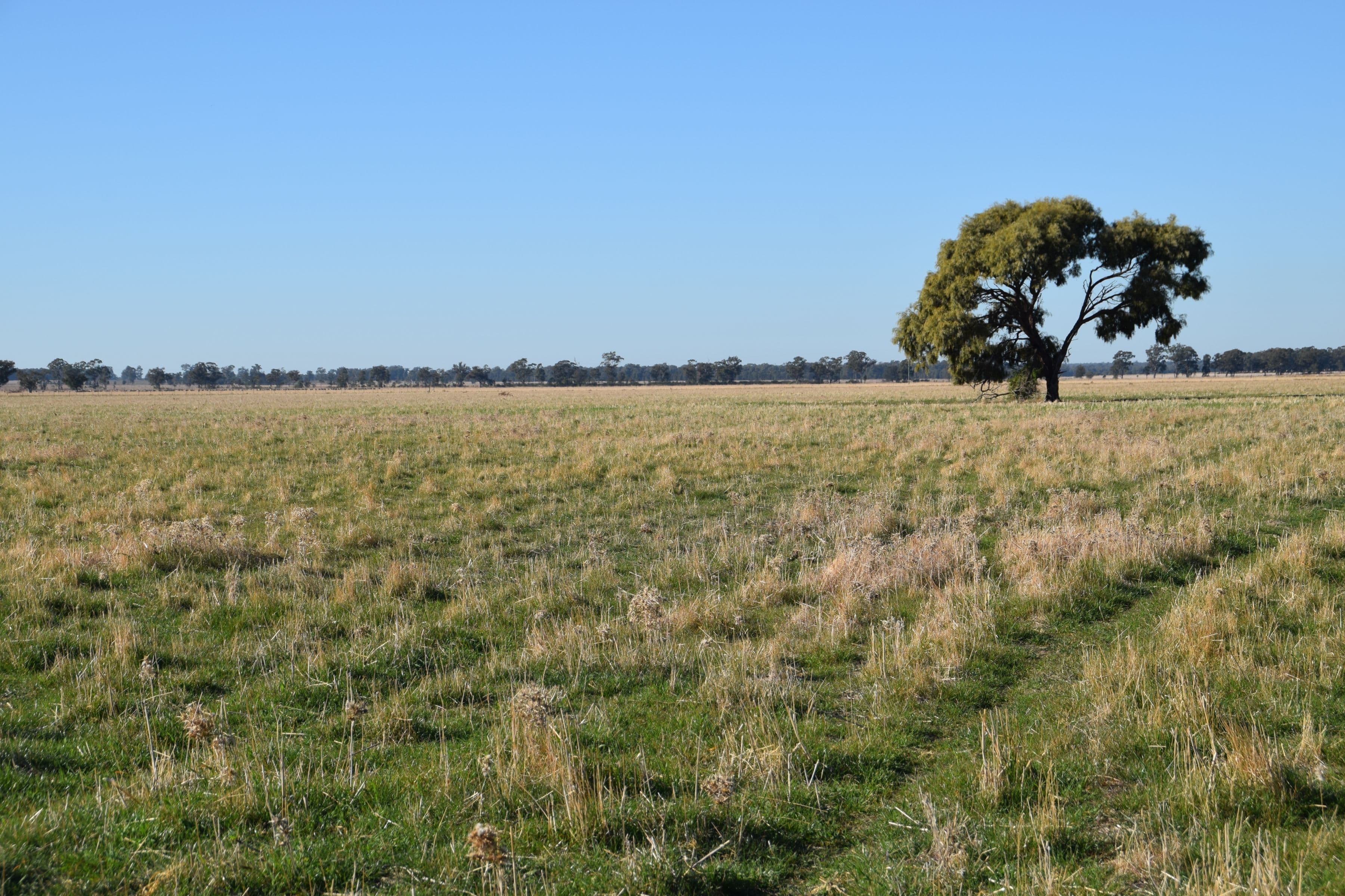'Gilway' Balladoran Road, GILGANDRA NSW 2827, Gilgandra - Thumbnail 4