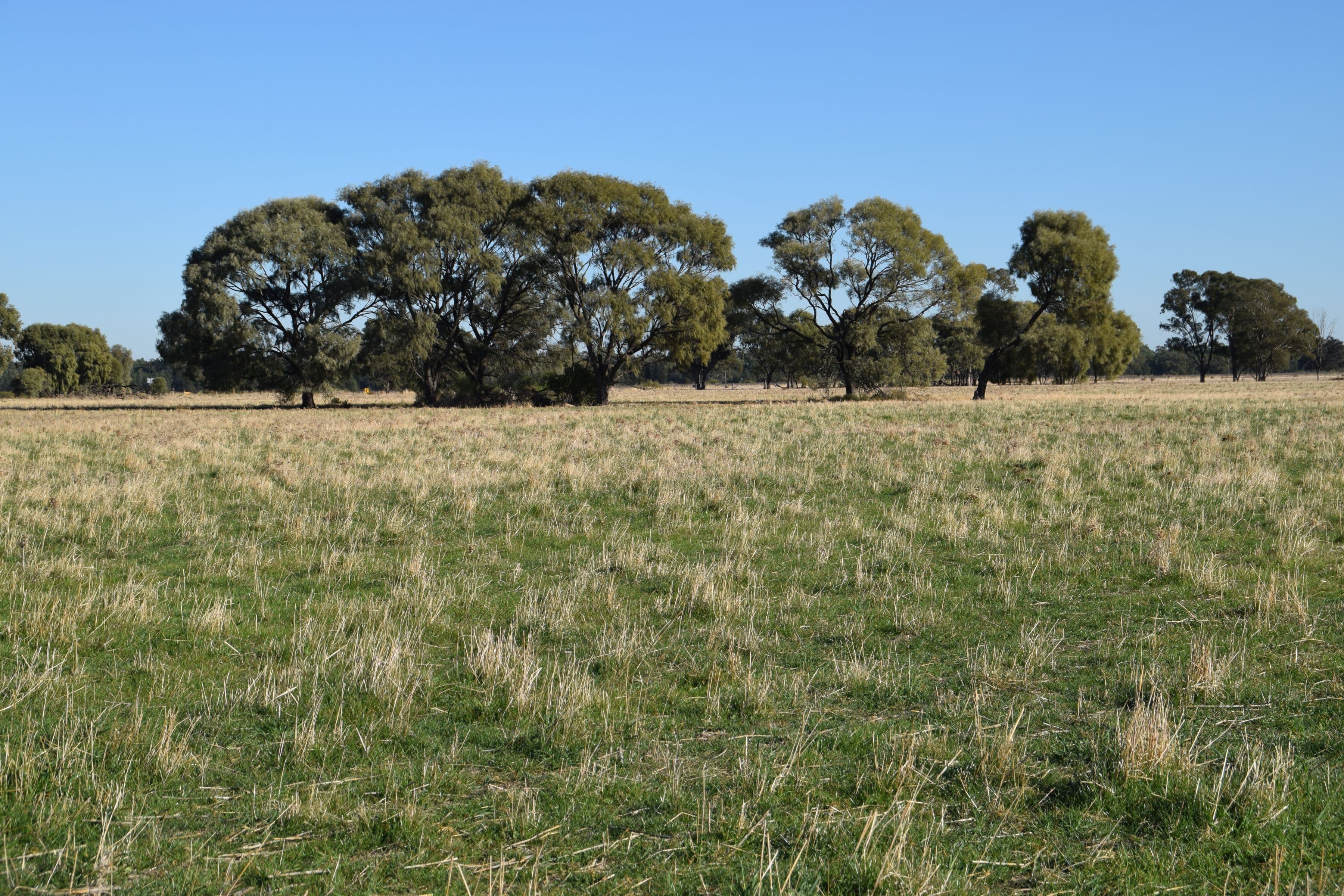 'Gilway' Balladoran Road, GILGANDRA NSW 2827, Gilgandra - Thumbnail 3