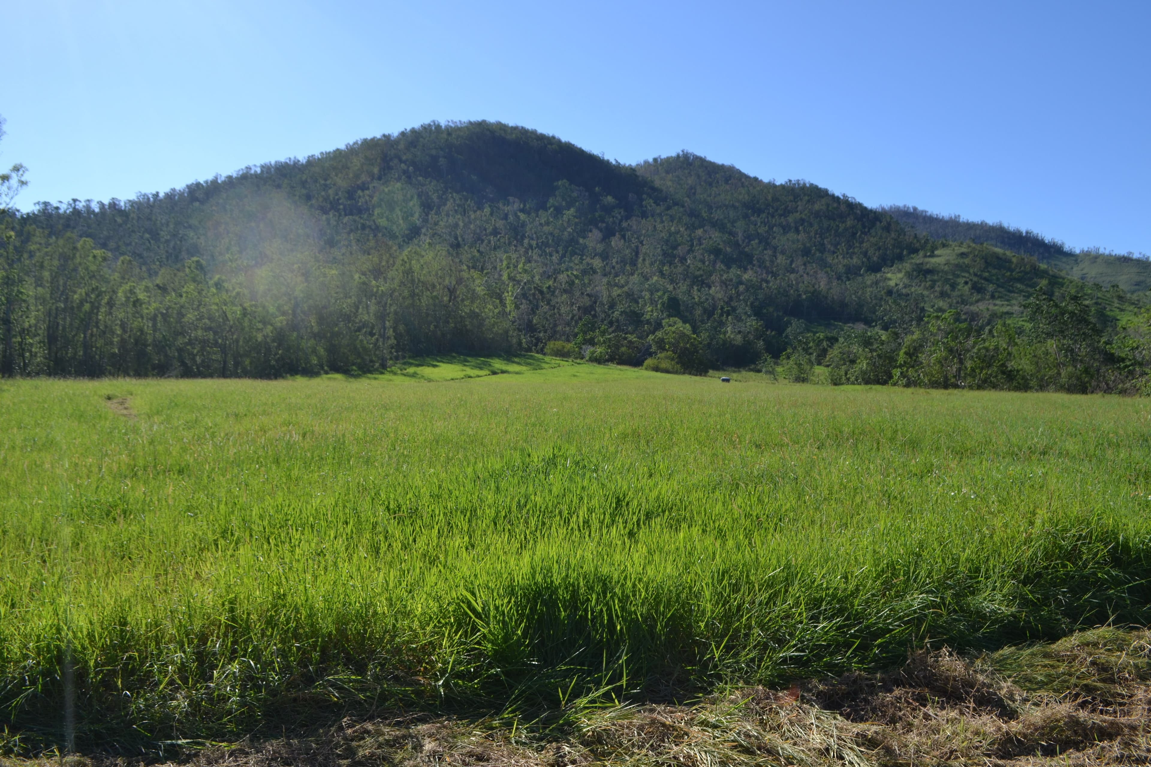 Lot 197 Monaghan Road, Palm Grove QLD 4800, Palm Grove - Thumbnail 7