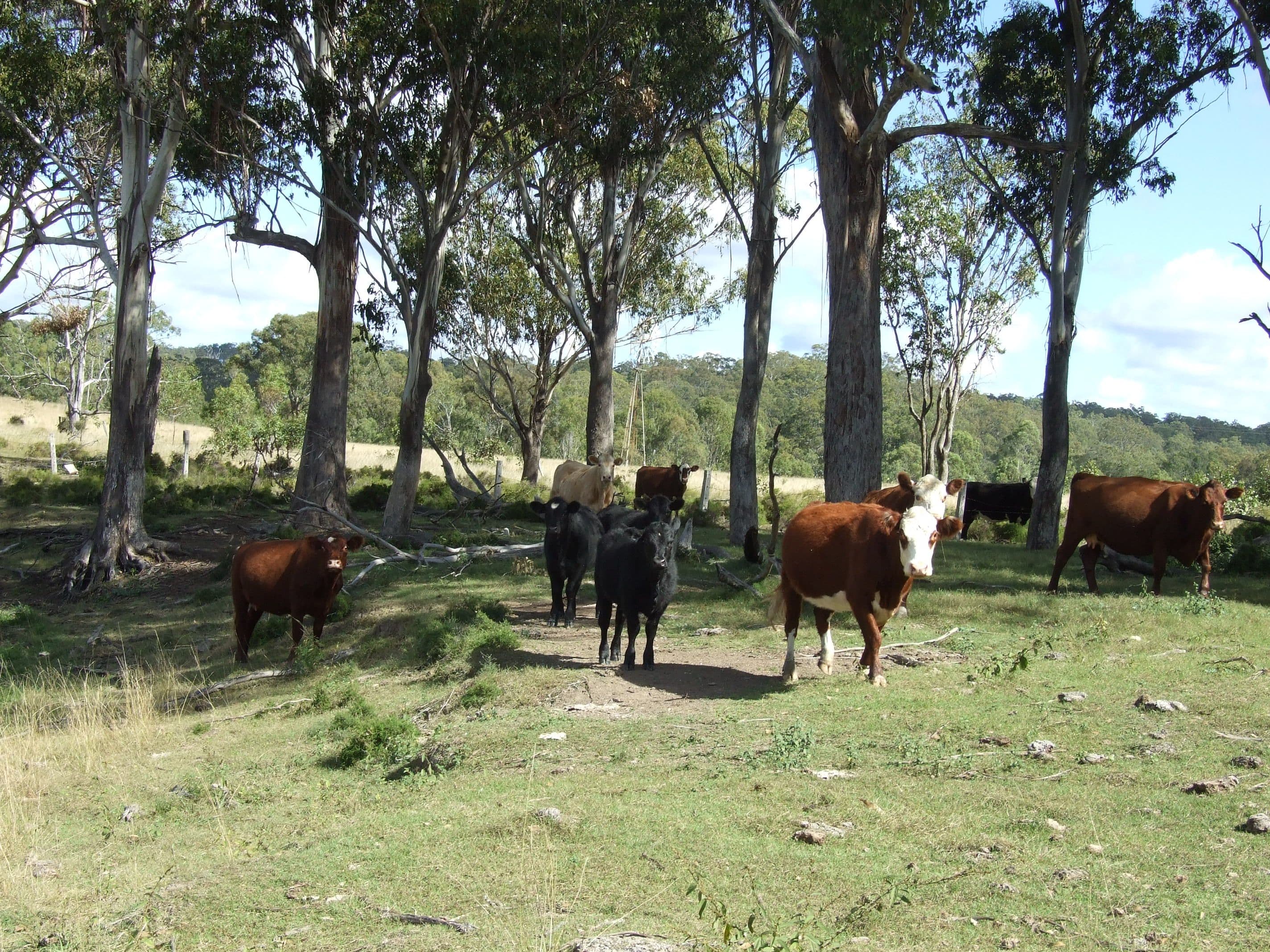 L40 Rocky Gully Road, CROWS NEST QLD 4355, Crows Nest - Thumbnail 4