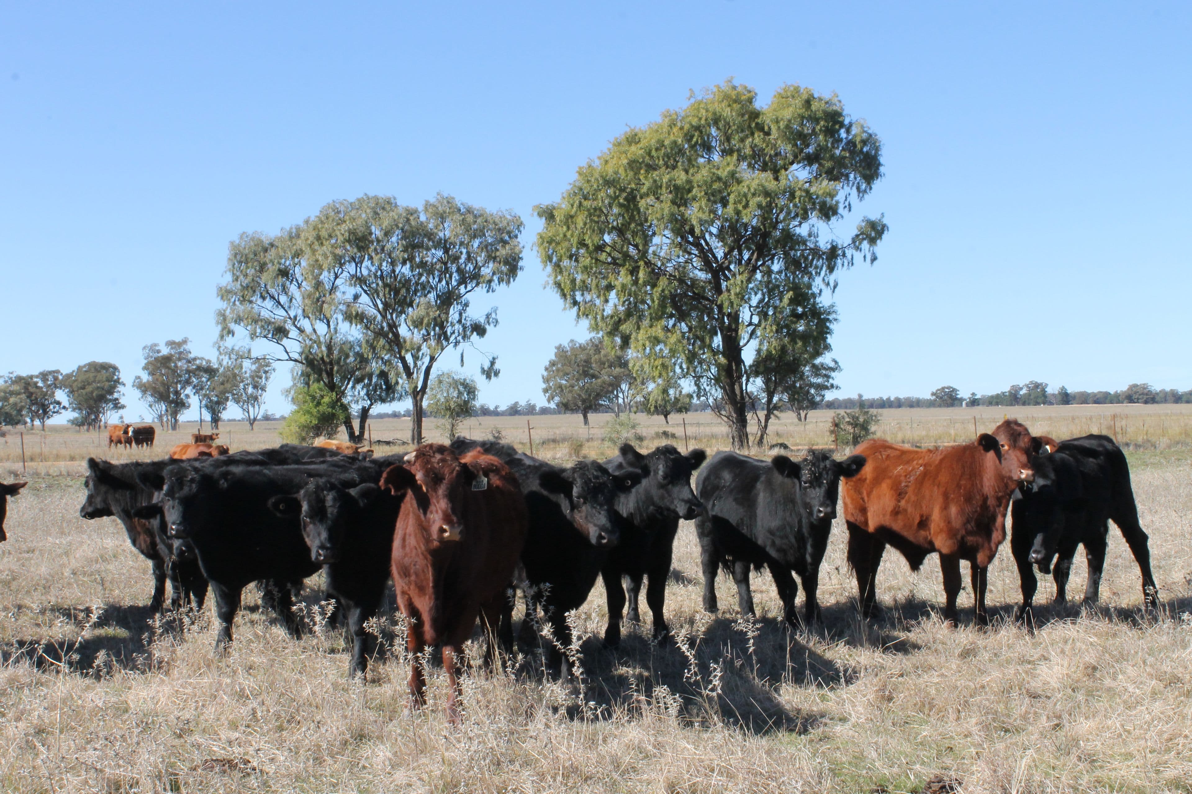 'Nerange', 152 Ellis Road, GILGANDRA NSW 2827, Gilgandra - Thumbnail 3