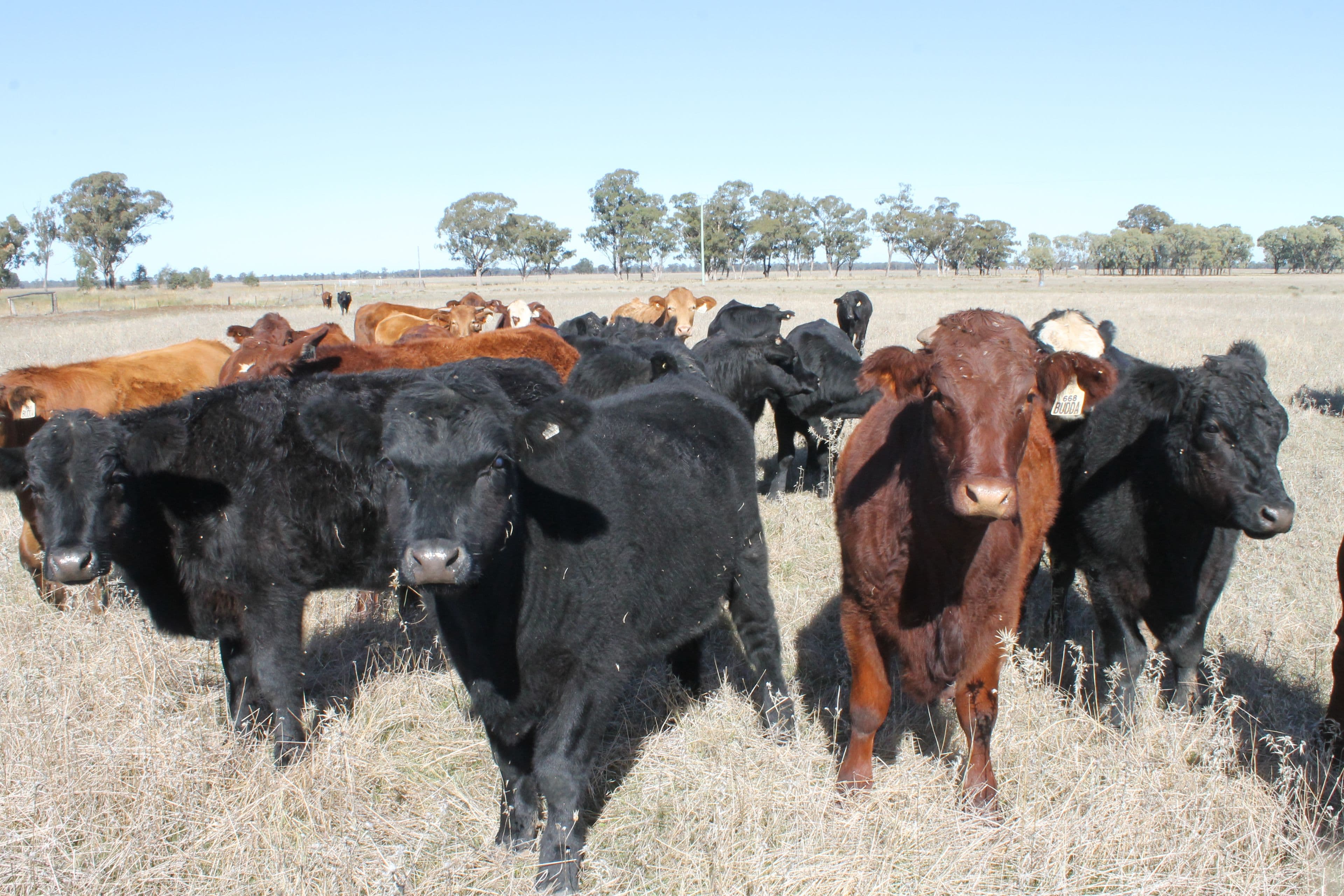 'Nerange', 152 Ellis Road, GILGANDRA NSW 2827, Gilgandra - Image 1