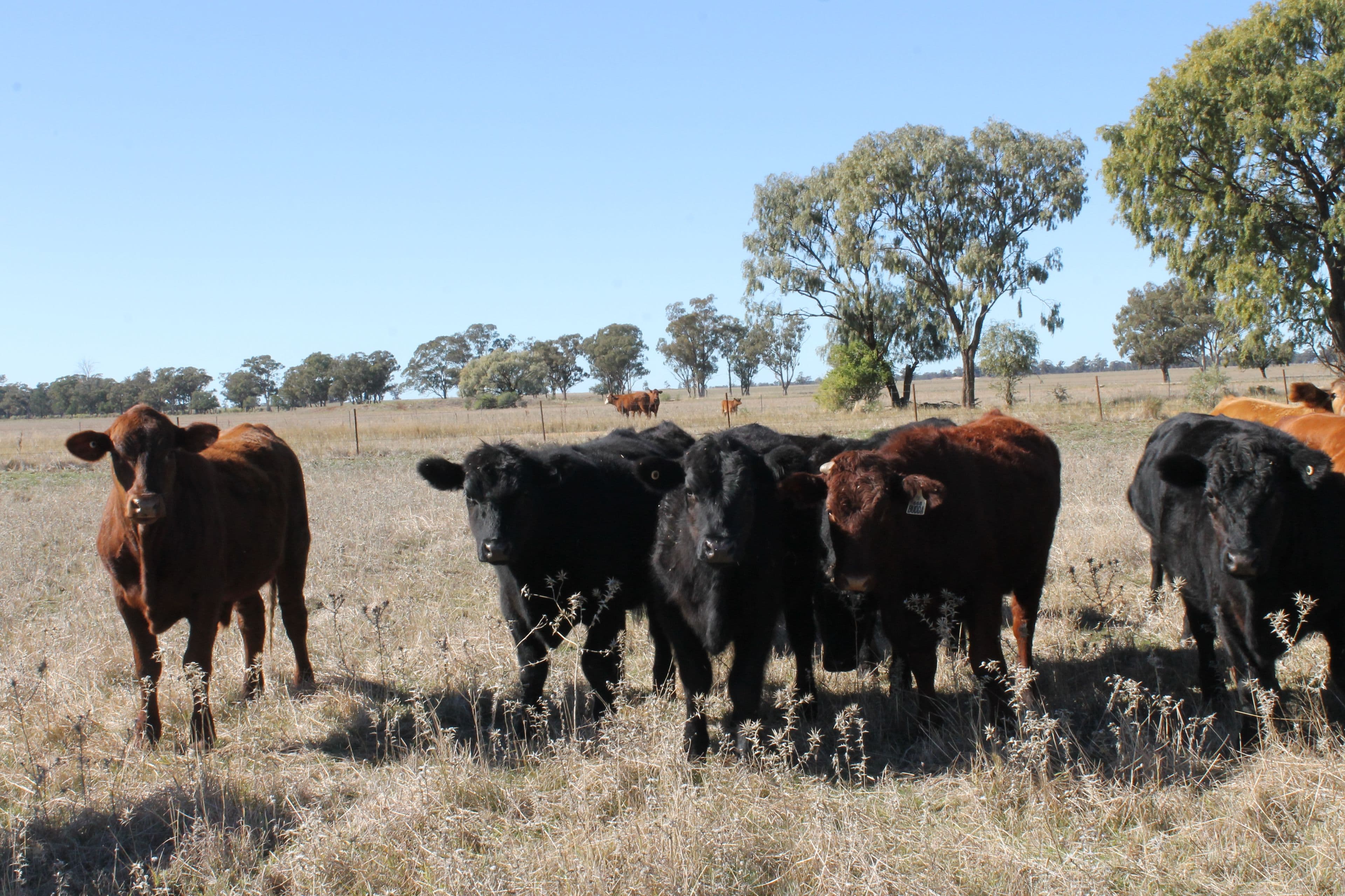 'Nerange', 152 Ellis Road, GILGANDRA NSW 2827, Gilgandra - Thumbnail 2